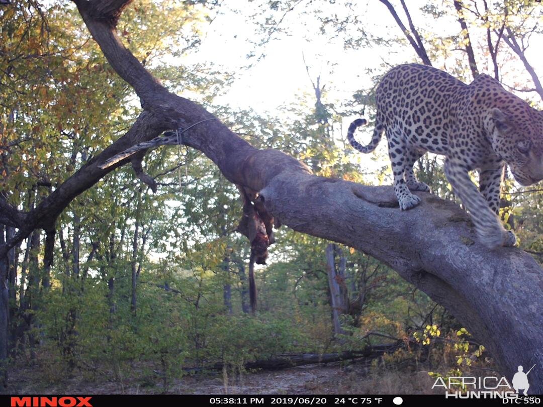 Trail Cam Pictures of Leopard in Namibia