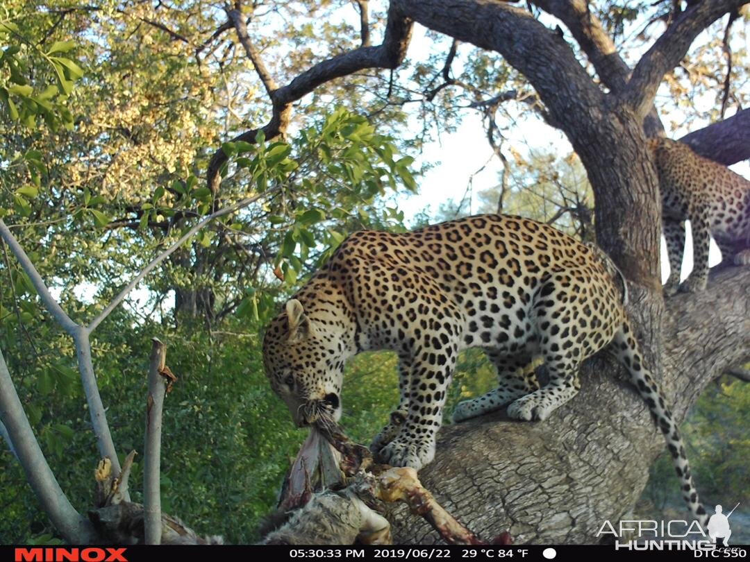 Trail Cam Pictures of Leopard in Namibia