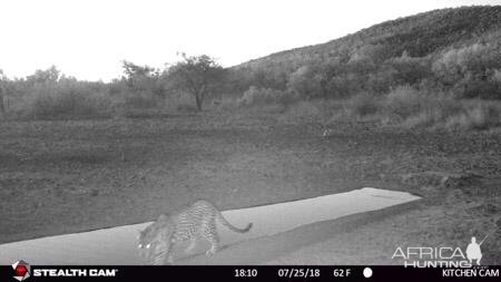 Trail Cam Pictures of Leopard in South Africa