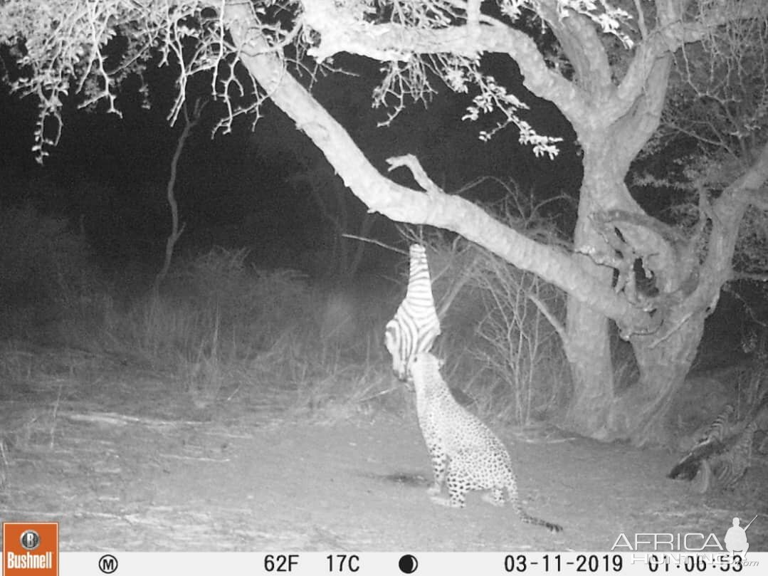 Trail Cam Pictures of Leopard in South Africa