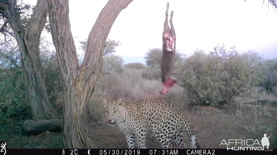 Trail Cam Pictures of Leopard in South Africa