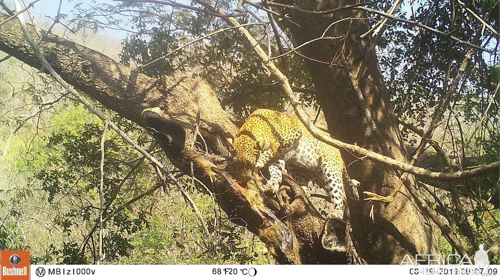 Trail Cam Pictures of Leopard in Zambia