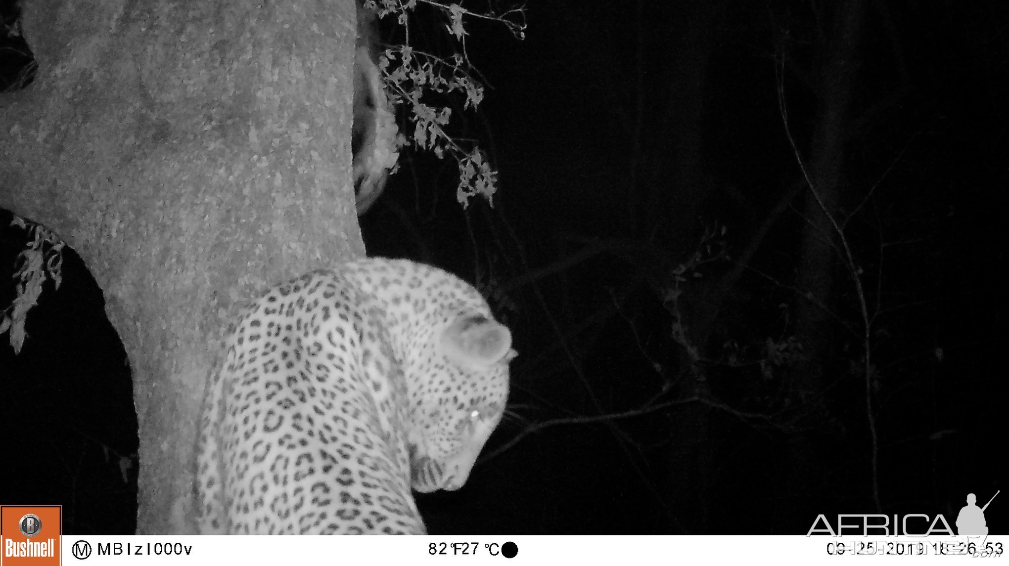 Trail Cam Pictures of Leopard in Zambia