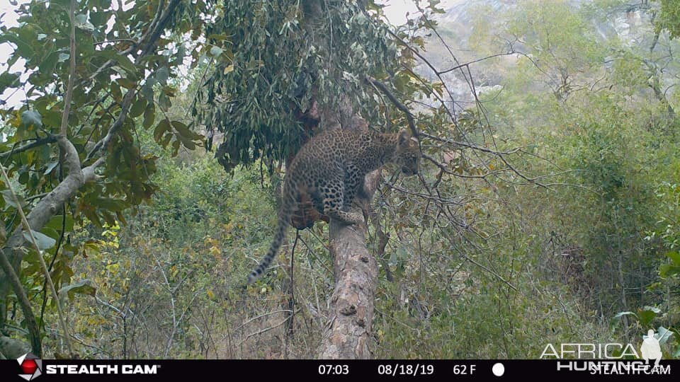 Trail Cam Pictures of Leopard in Zimbabwe