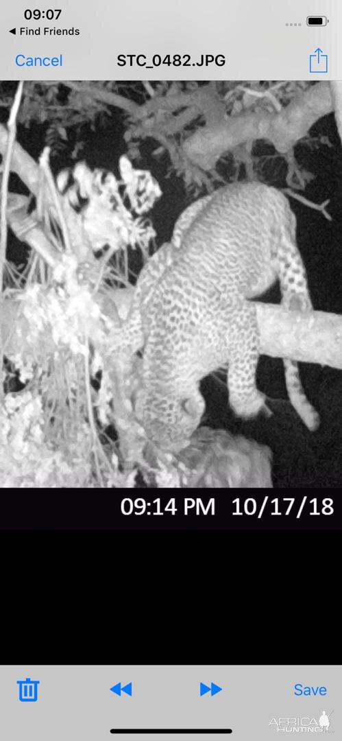 Trail Cam Pictures of Leopard in Zimbabwe