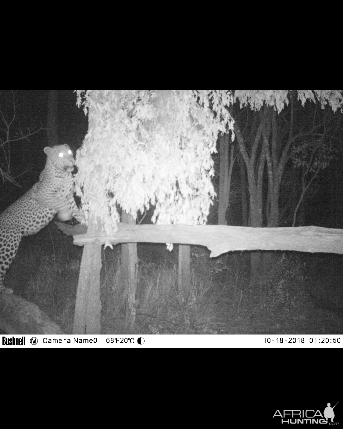 Trail Cam Pictures of Leopard in Zimbabwe