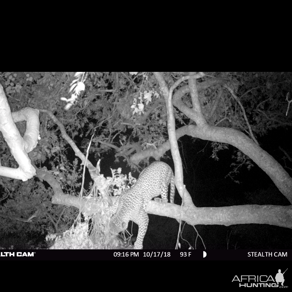 Trail Cam Pictures of Leopard in Zimbabwe