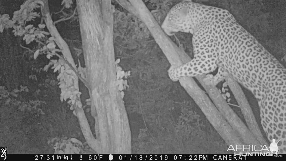 Trail Cam Pictures of Leopard in Zimbabwe