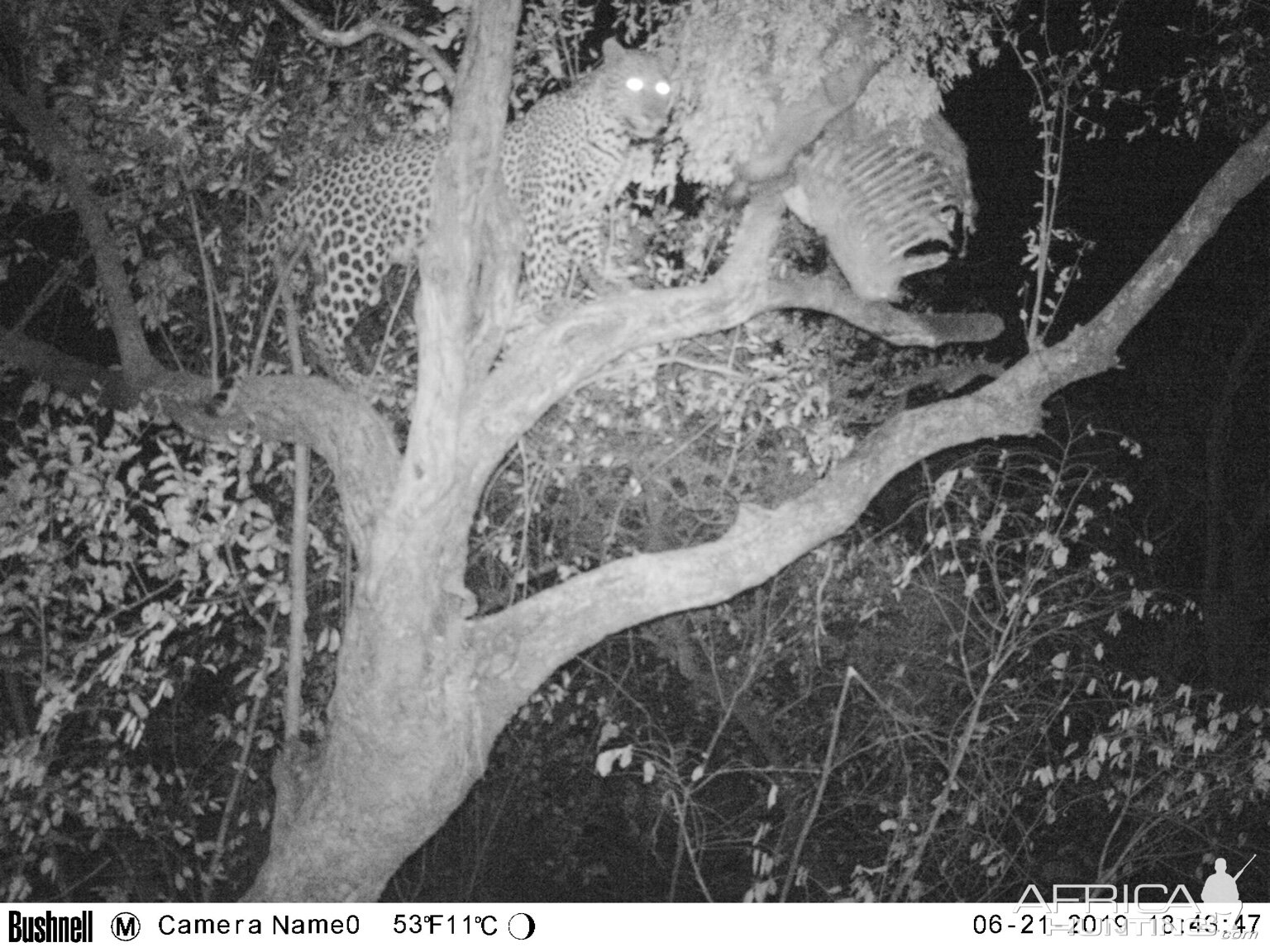 Trail Cam Pictures of Leopard in Zimbabwe