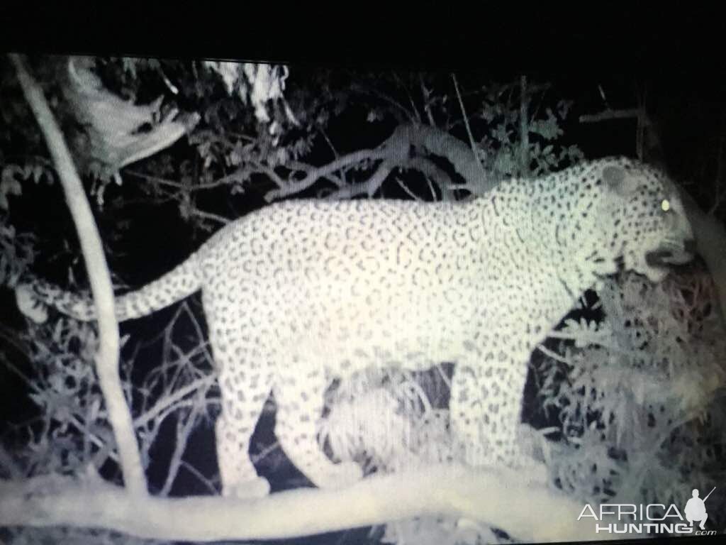 Trail Cam Pictures of Leopard Zimbabwe