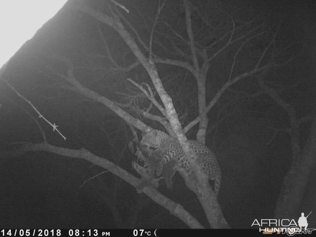 Trail Cam Pictures of Leopard Zimbabwe