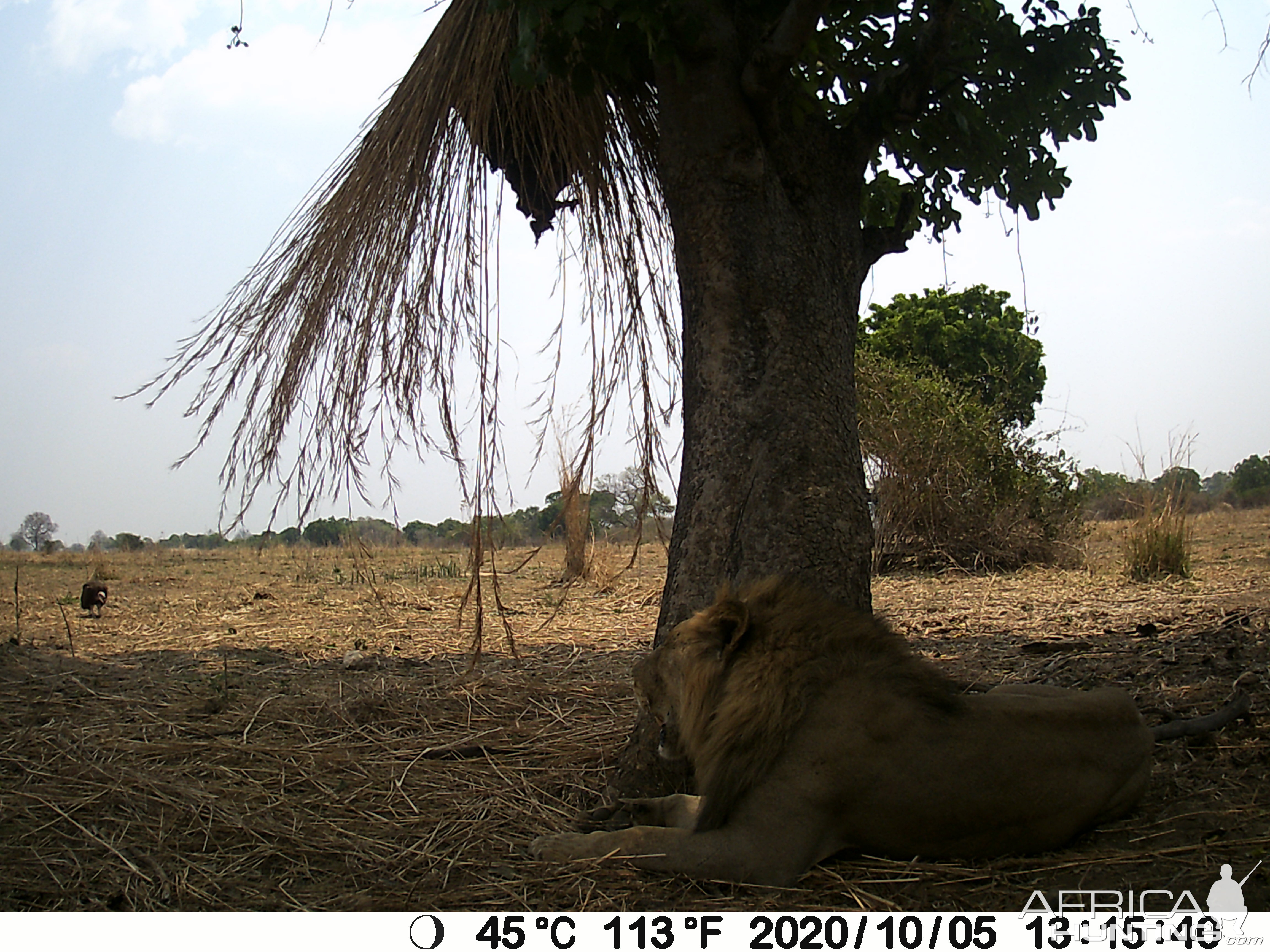 Trail Cam Pictures of Lion in Zambia