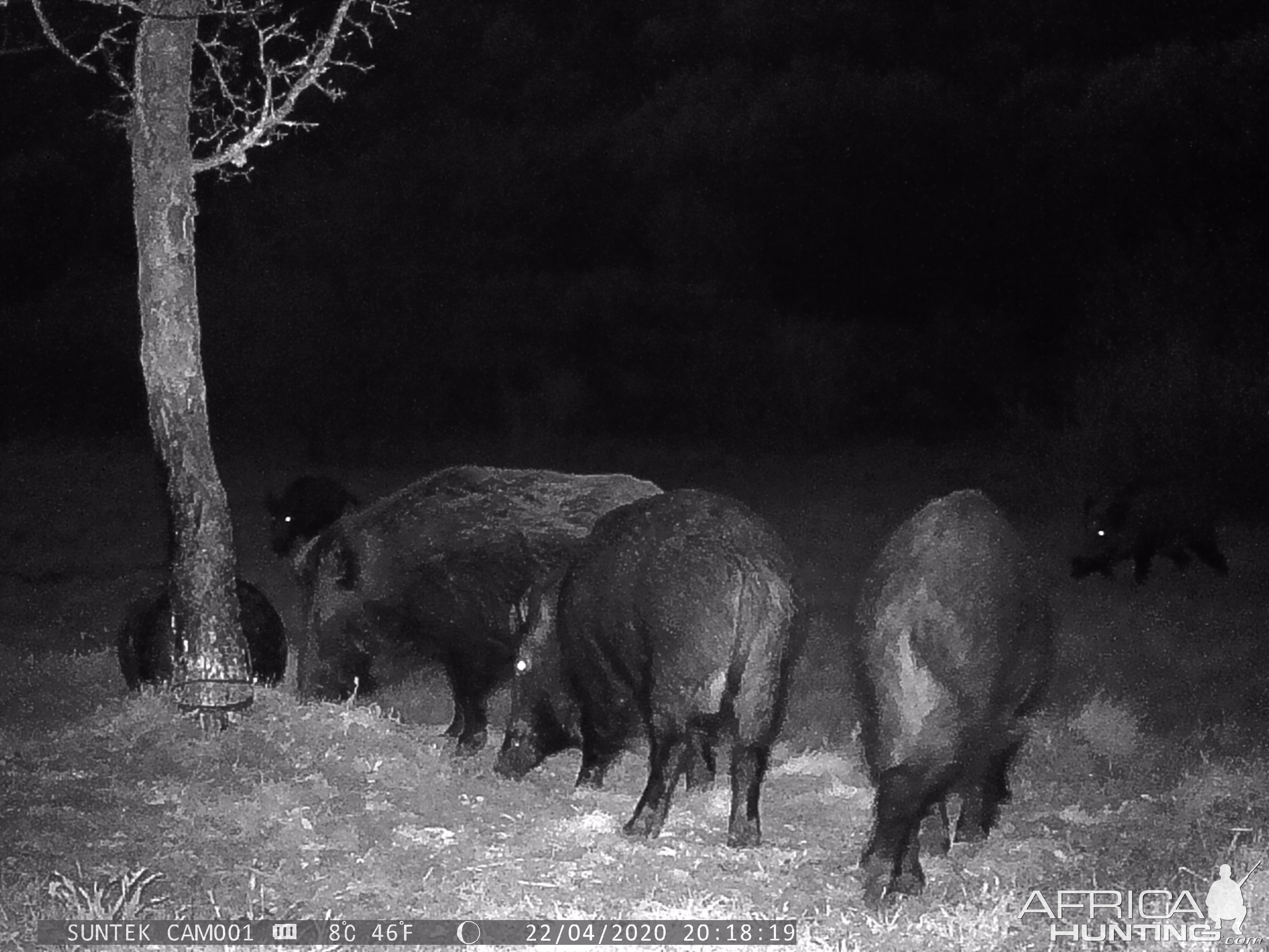 Trail Cam Pictures of Pigs in Croatia Europe