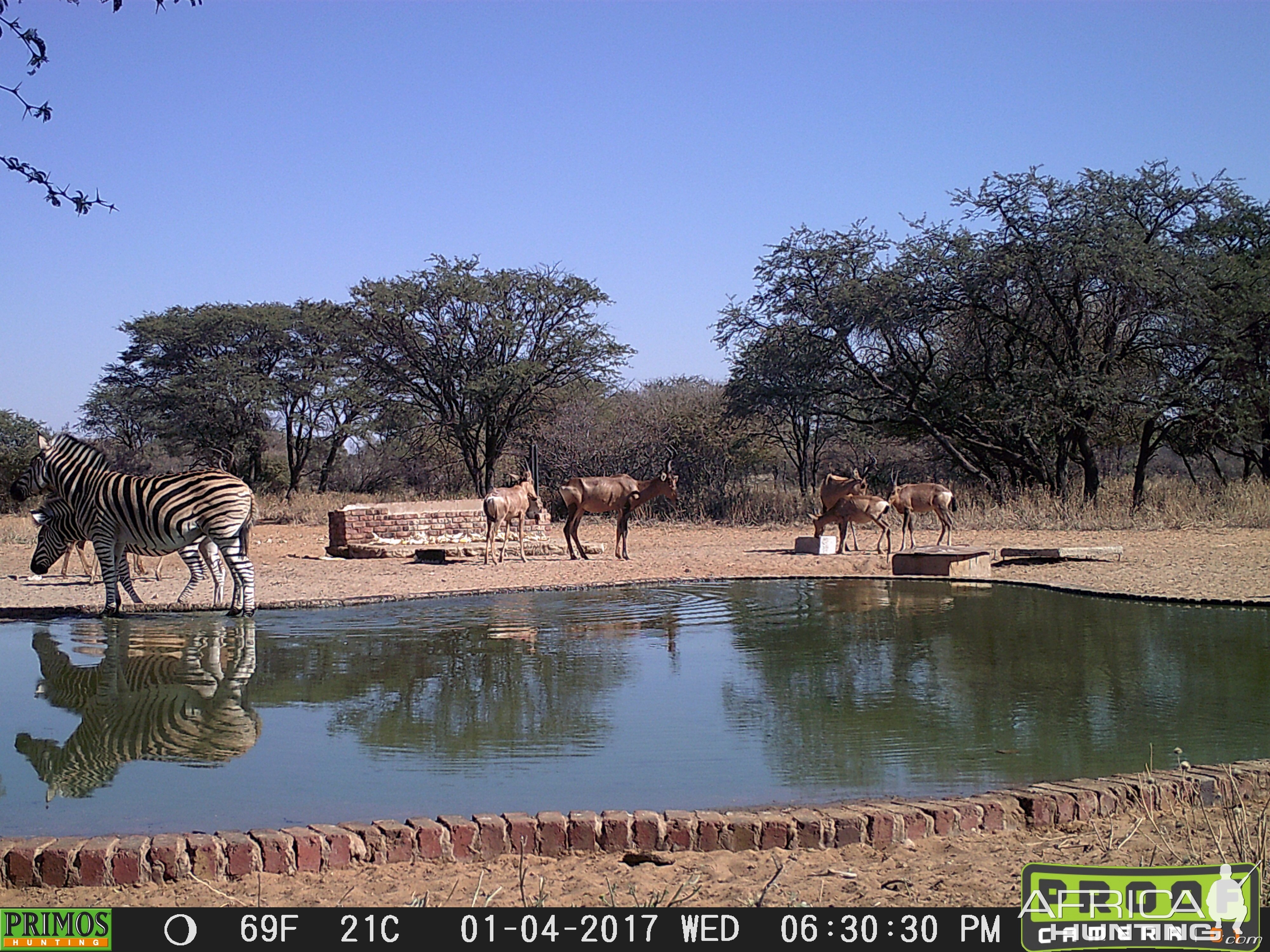 Trail Cam Pictures of Red Hartebeest & Burchell's Plain Zebra in South Africa