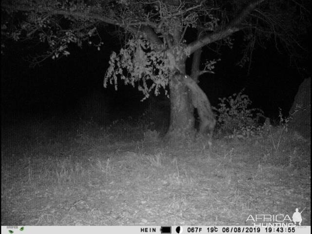 Trail Cam Pictures of Spotted Hyena in South Africa