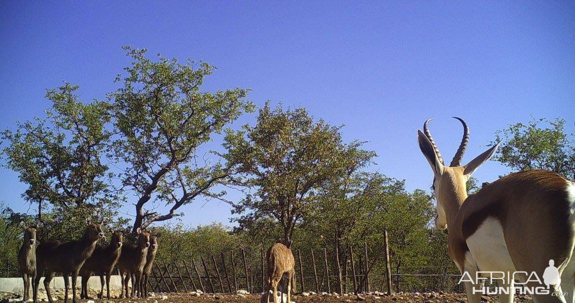 Trail Cam Pictures of Waterbuck Female,  Kudu & Springbok Namibia