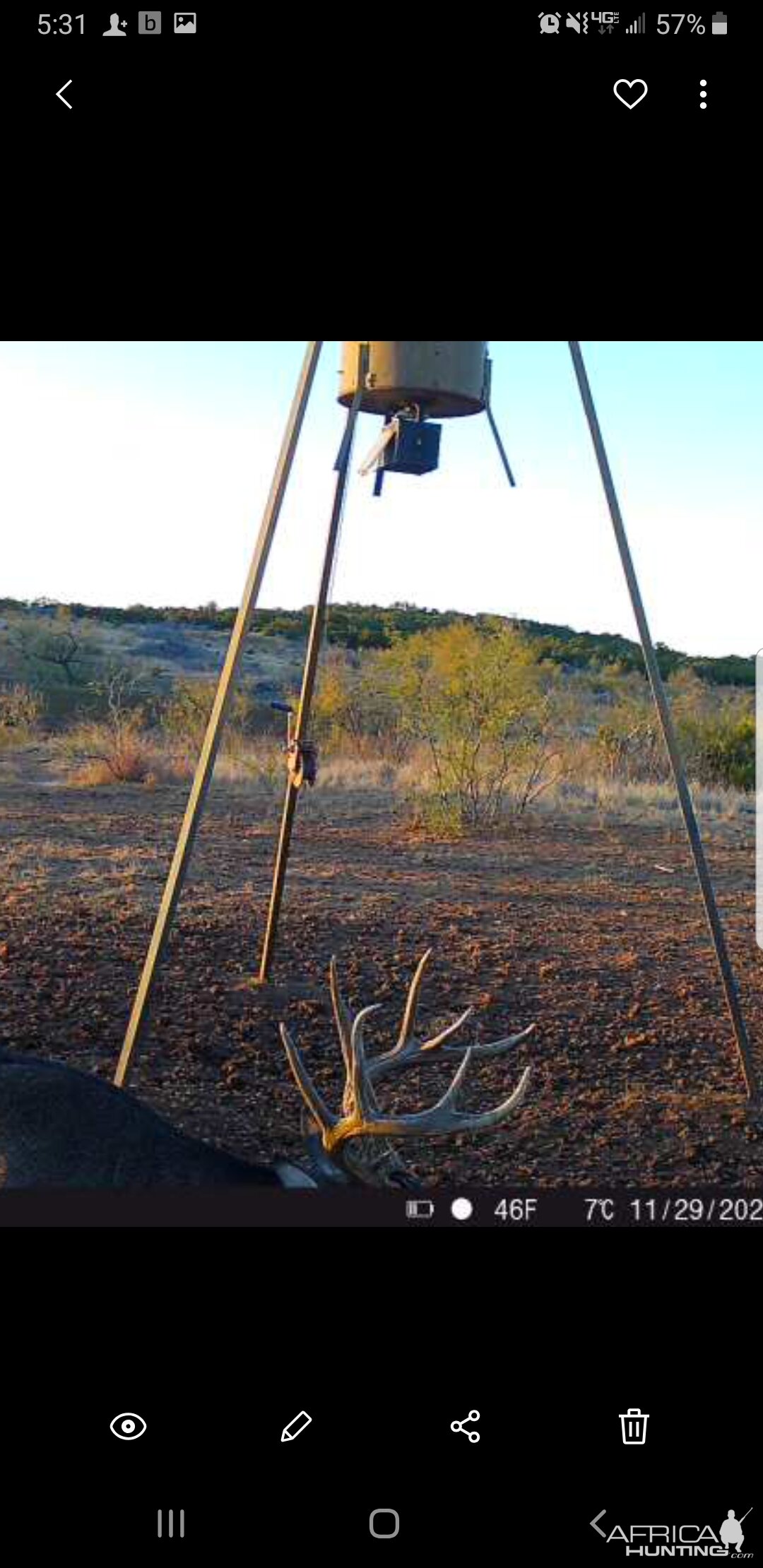 Trail Cam Pictures of White-tailed Deer in Texas USA