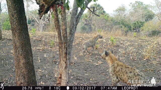 Trail Cam Tanzania Spotted Hyena