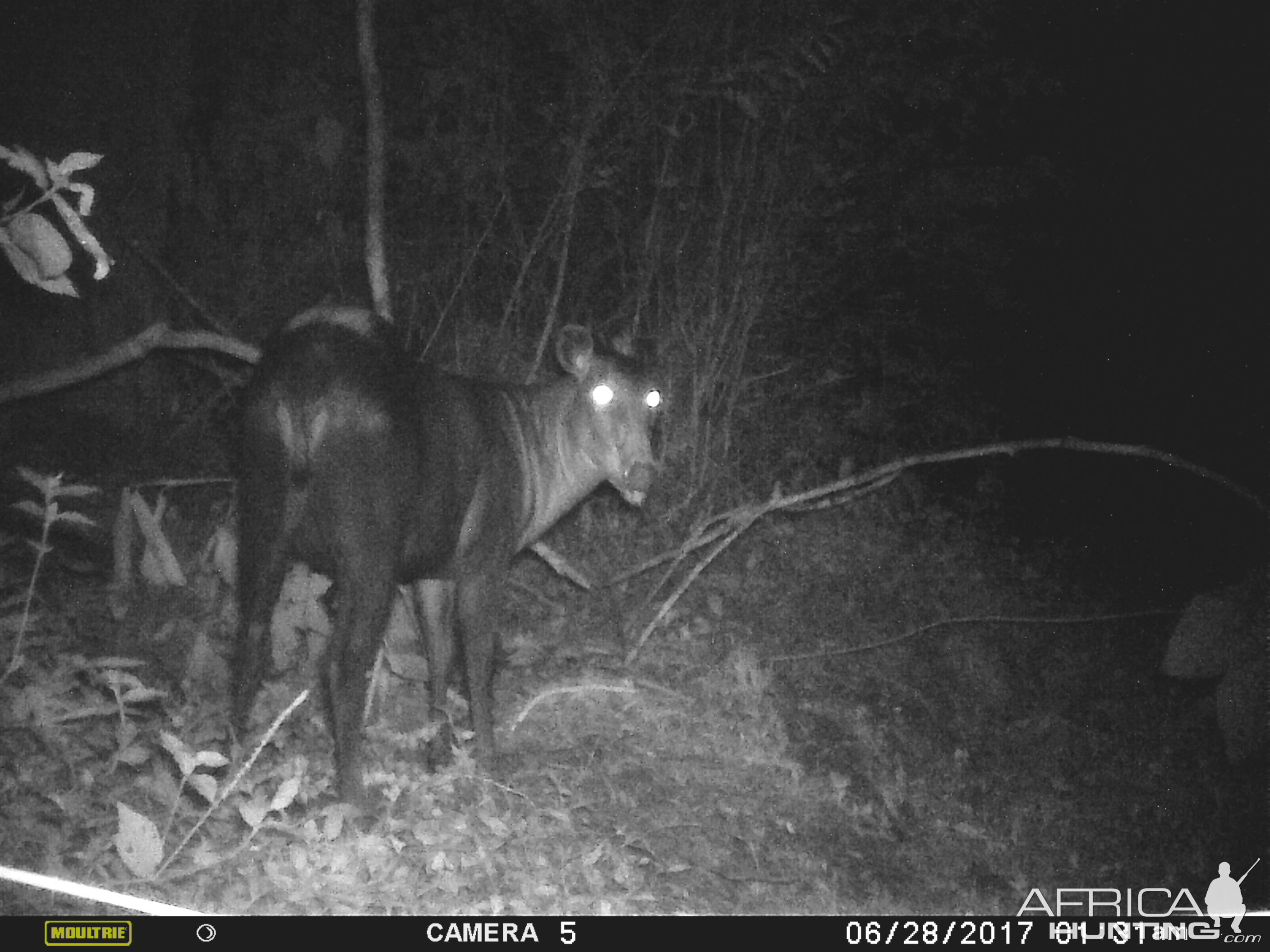 Trail Cam Yellow Backed Duiker Congo