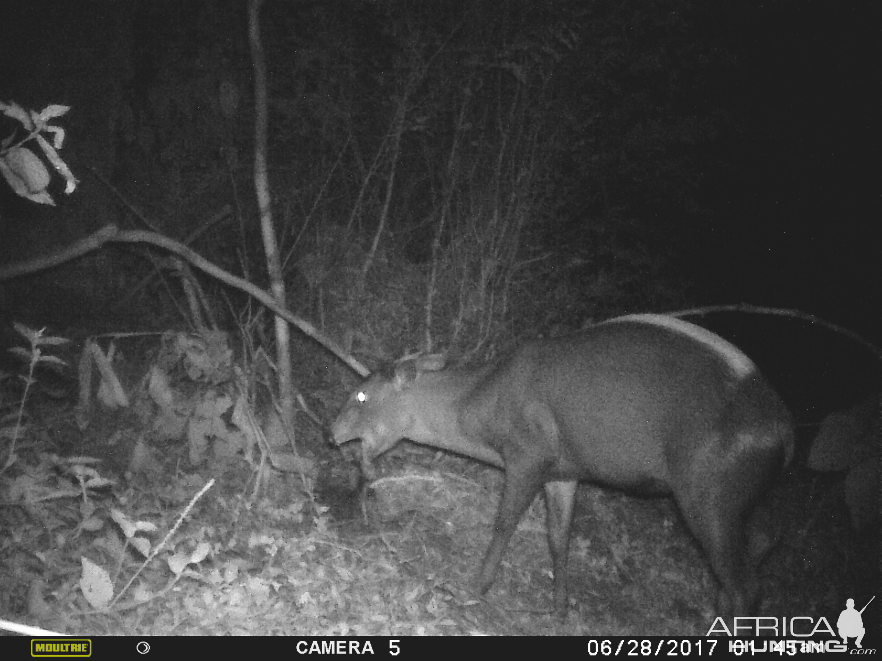 Trail Cam Yellow Backed Duiker Congo