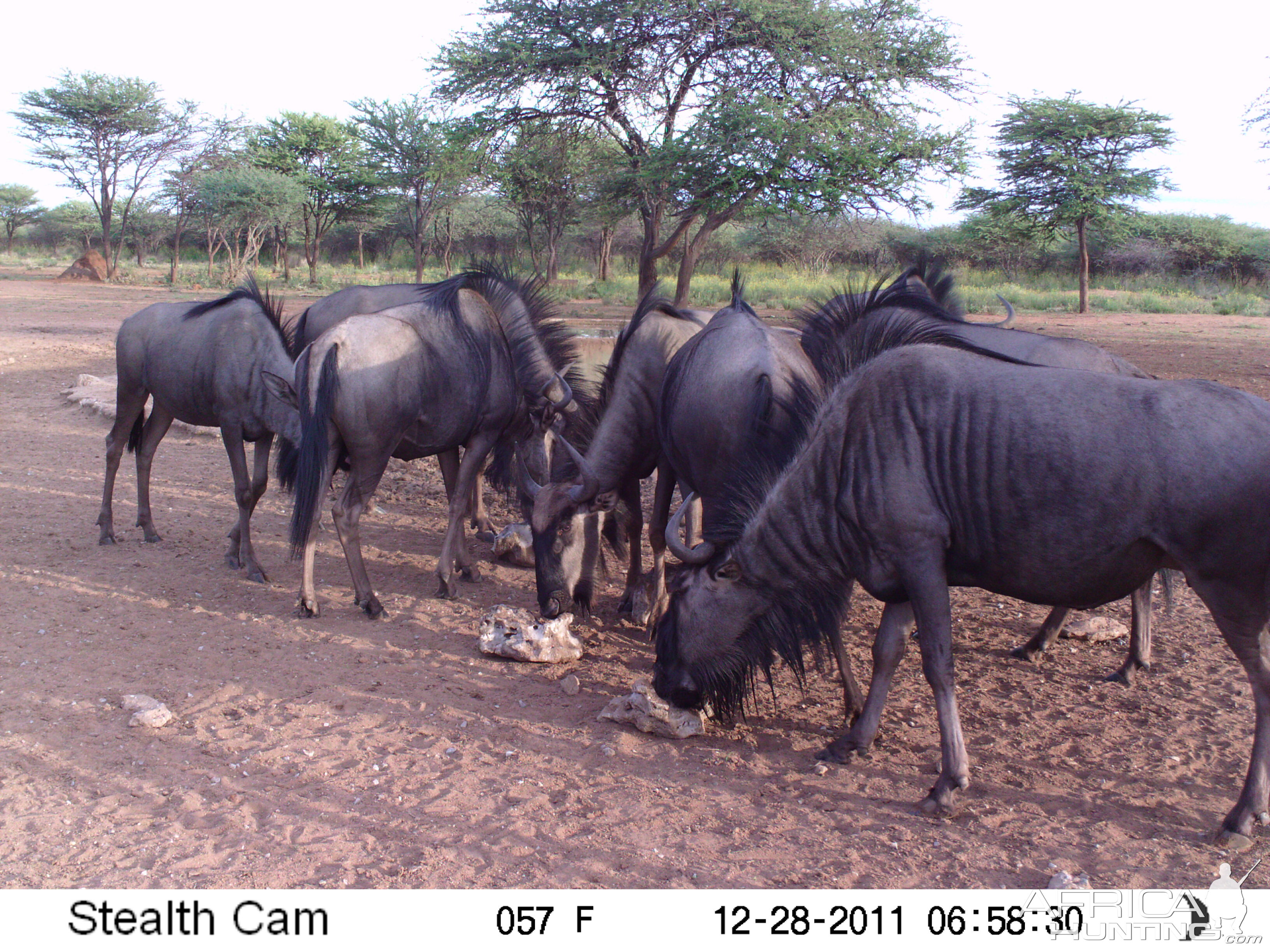 Trail Camera Namibia