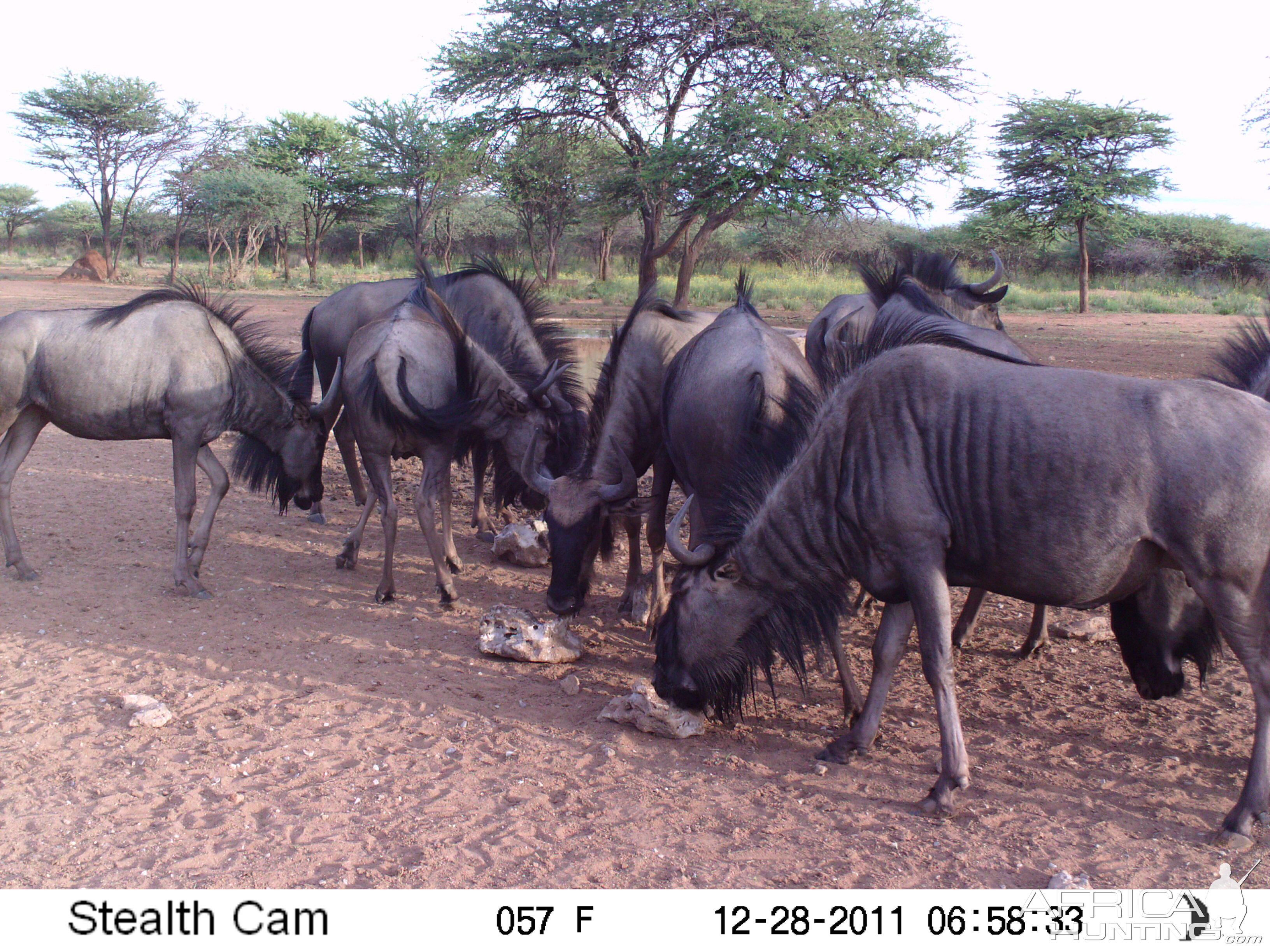 Trail Camera Namibia