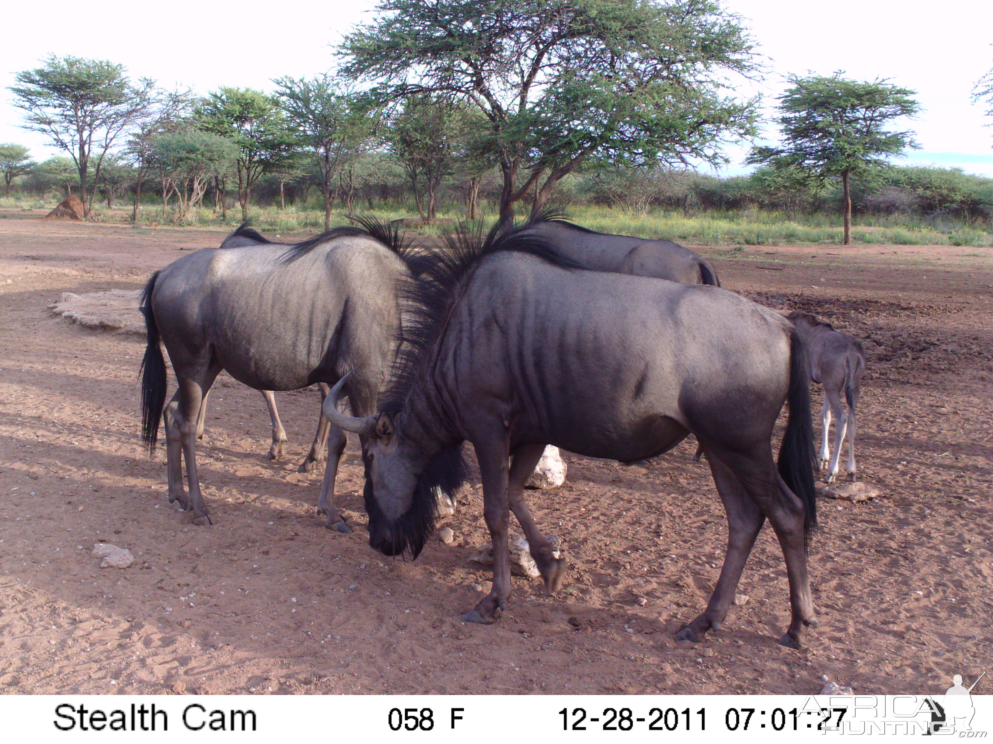 Trail Camera Namibia