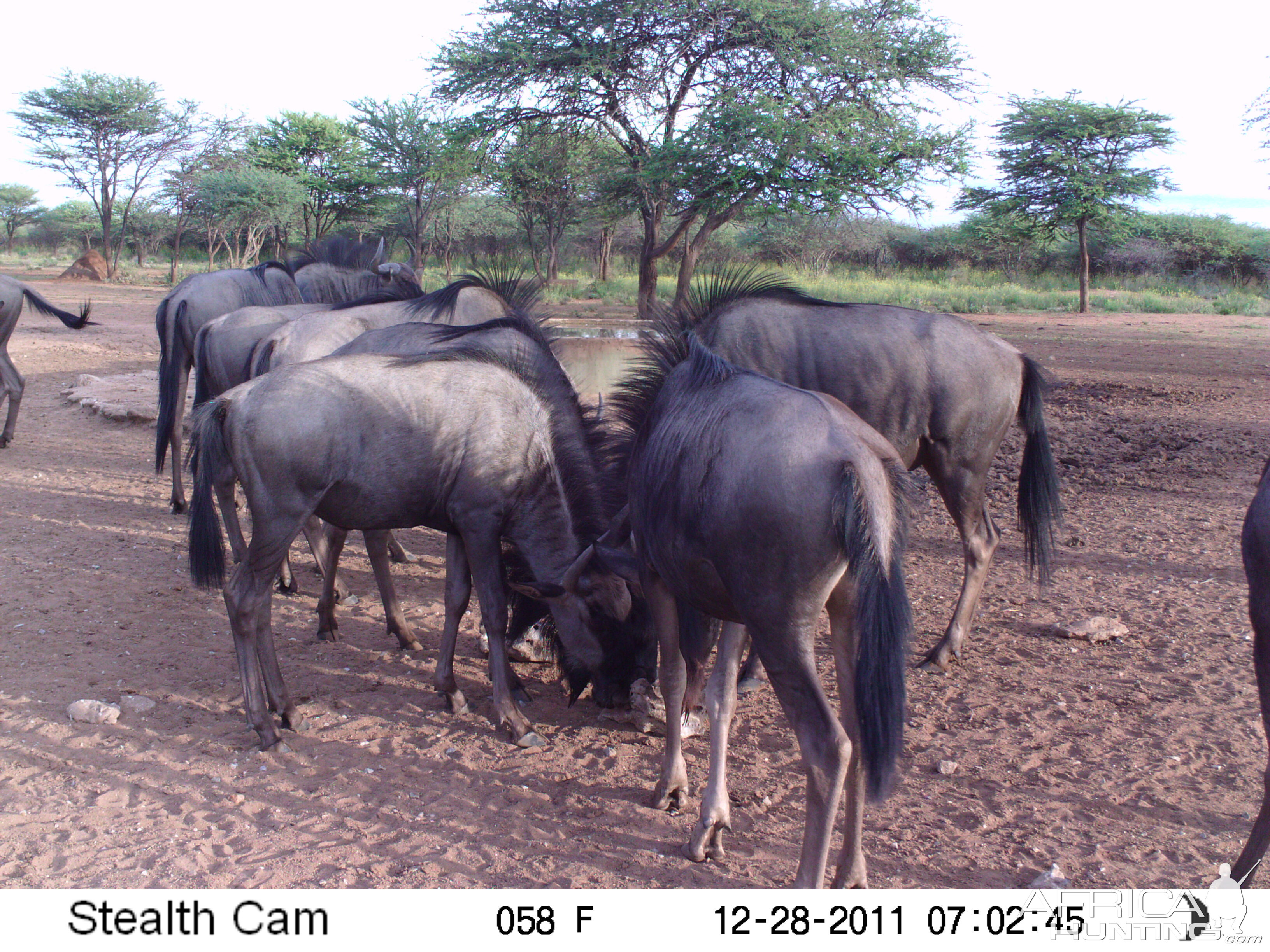 Trail Camera Namibia