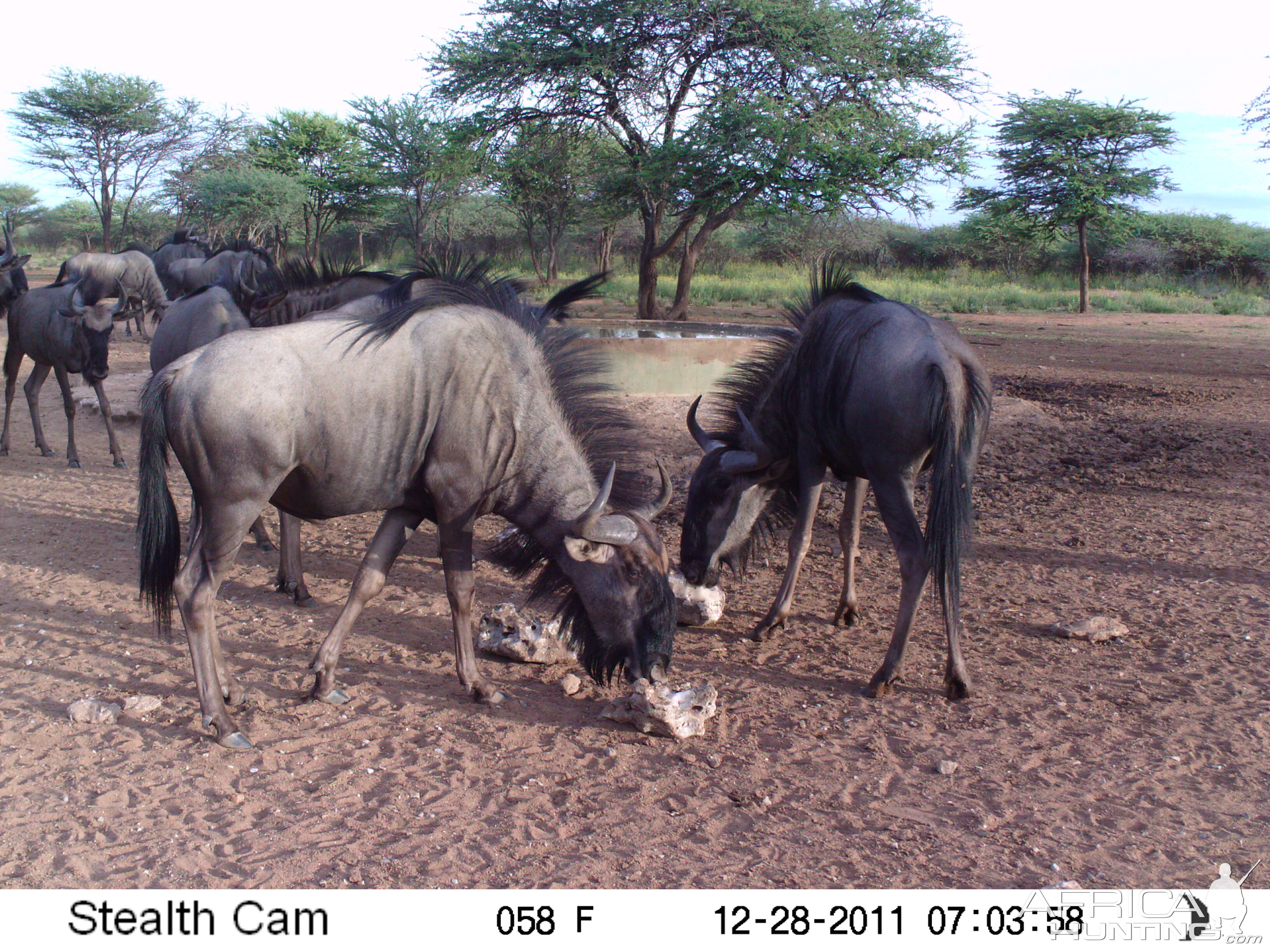 Trail Camera Namibia