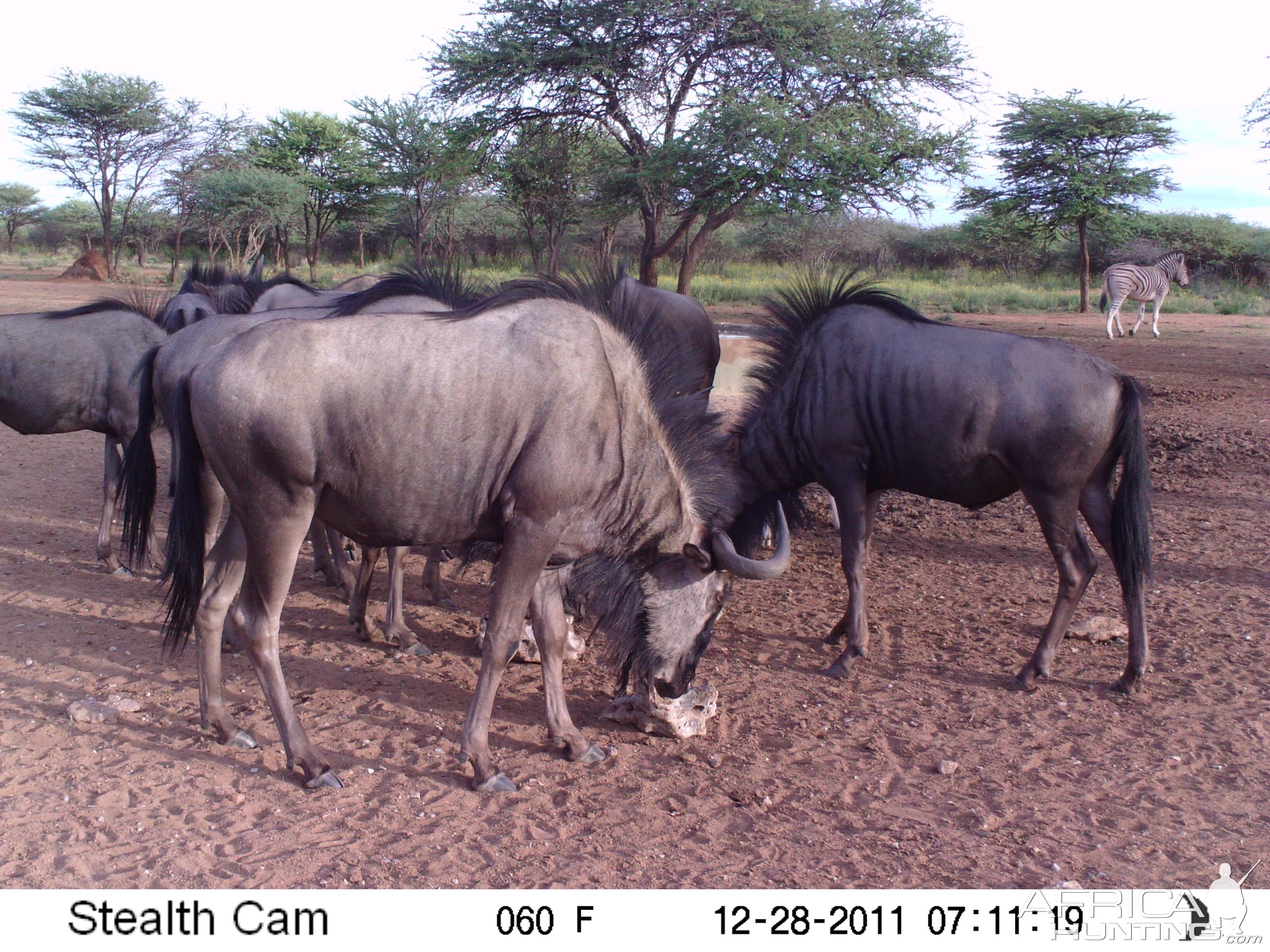 Trail Camera Namibia