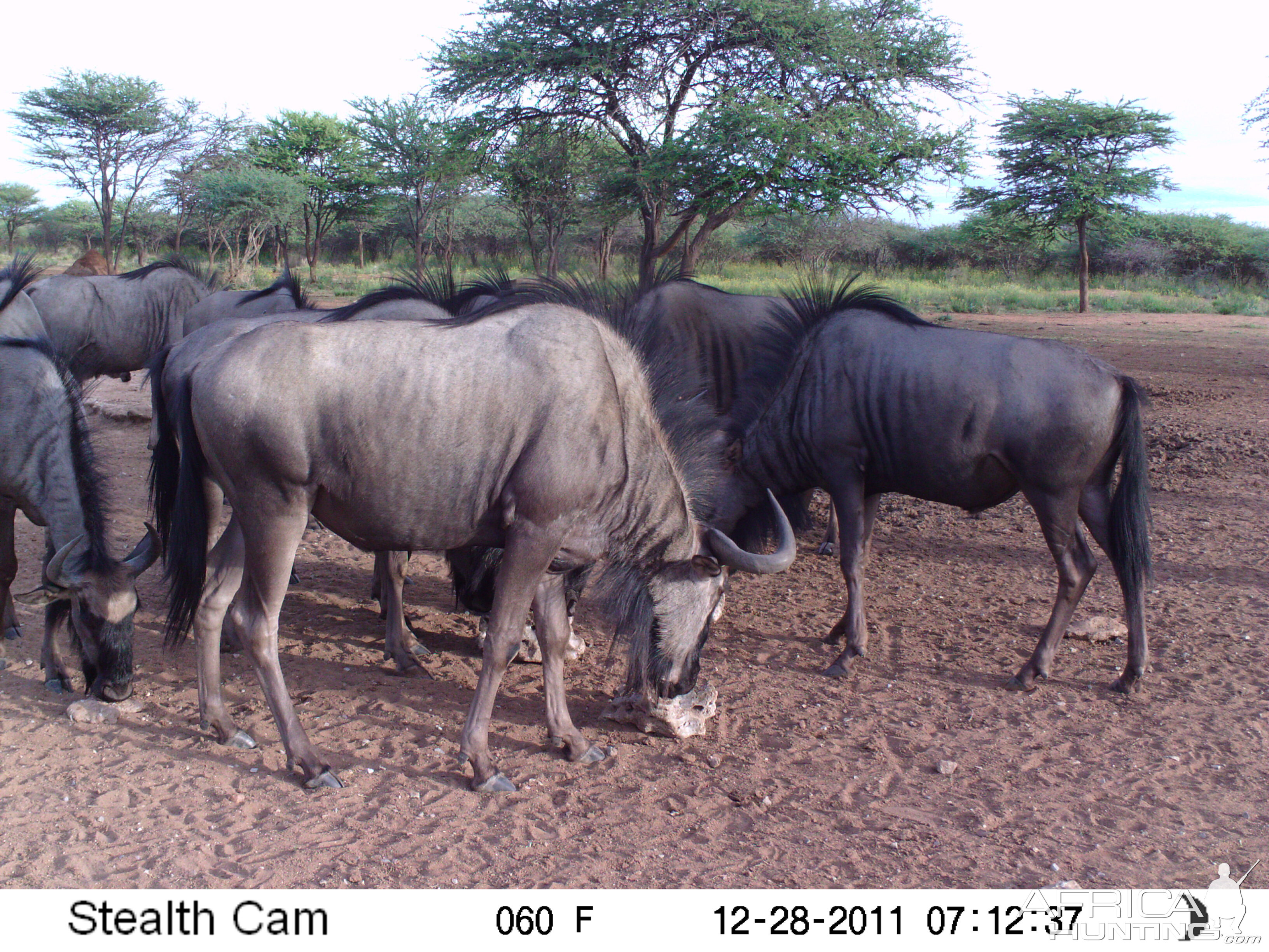 Trail Camera Namibia