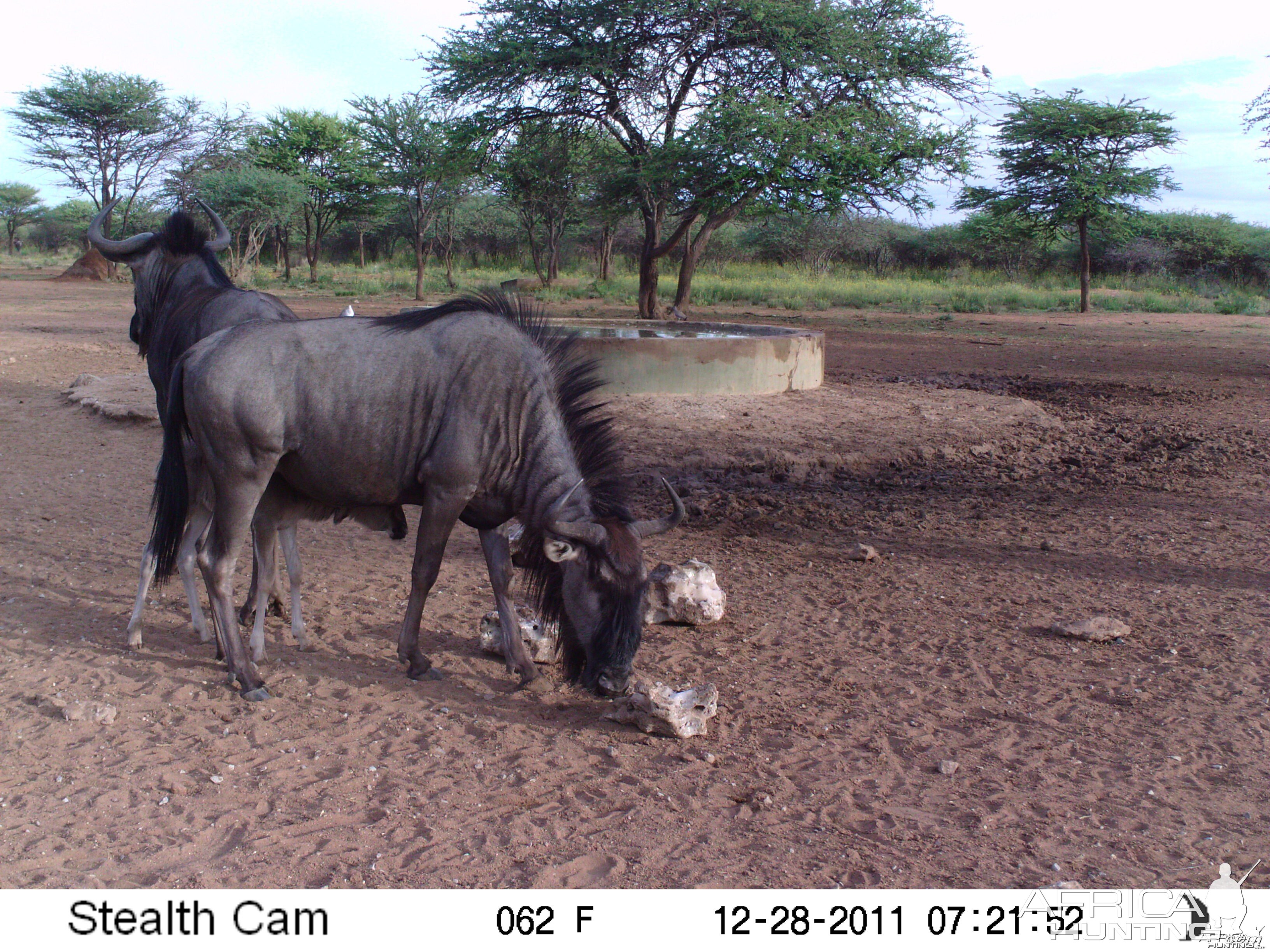 Trail Camera Namibia