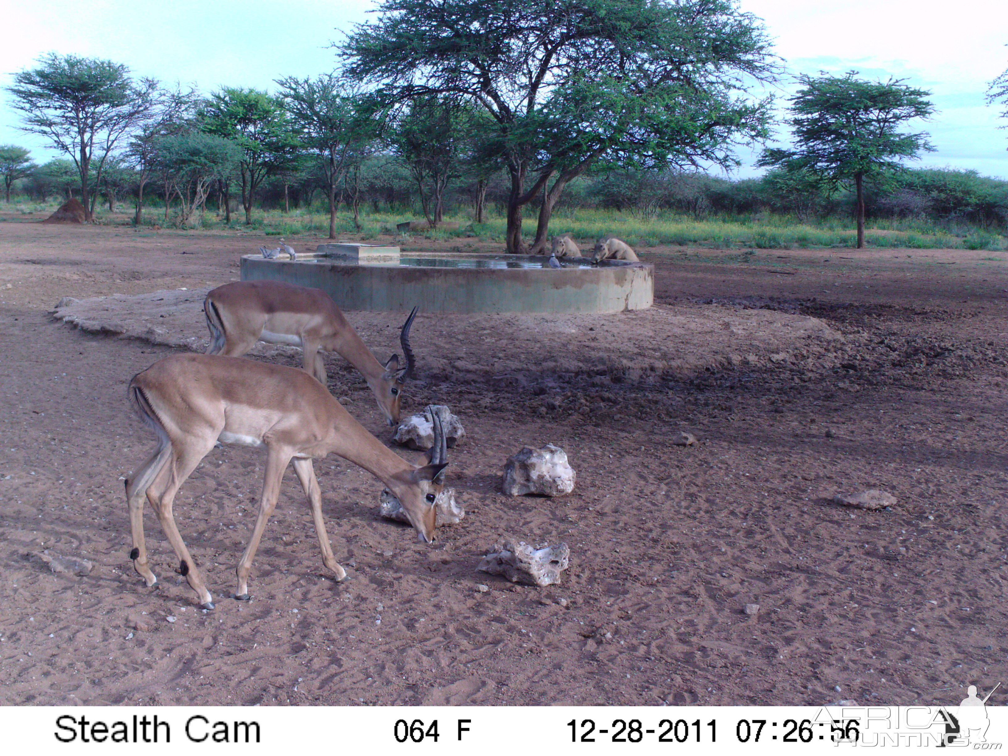 Trail Camera Namibia