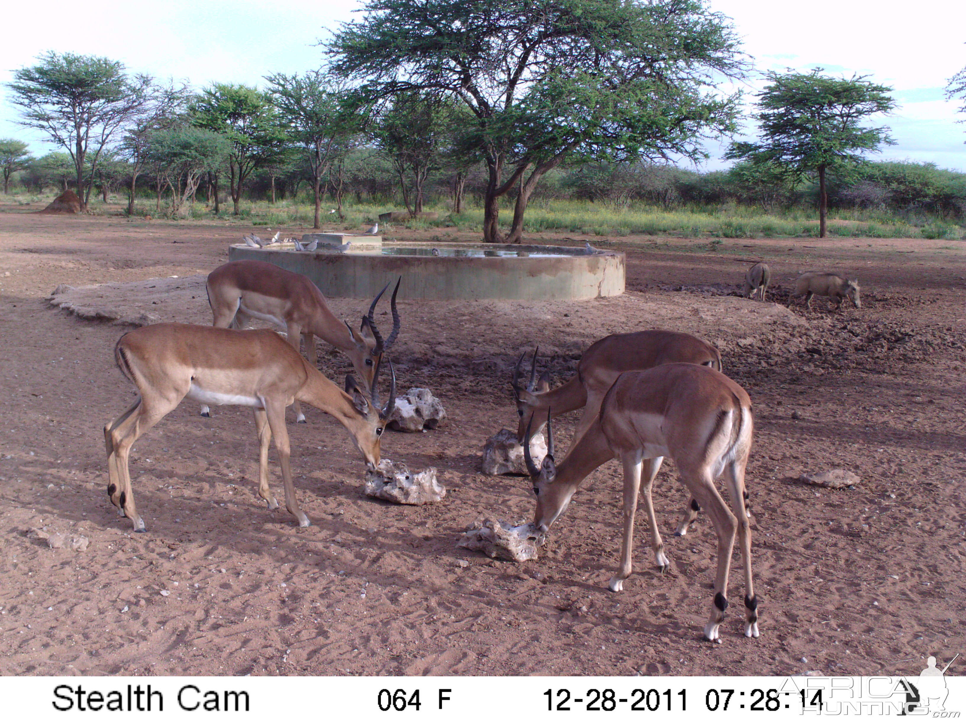 Trail Camera Namibia