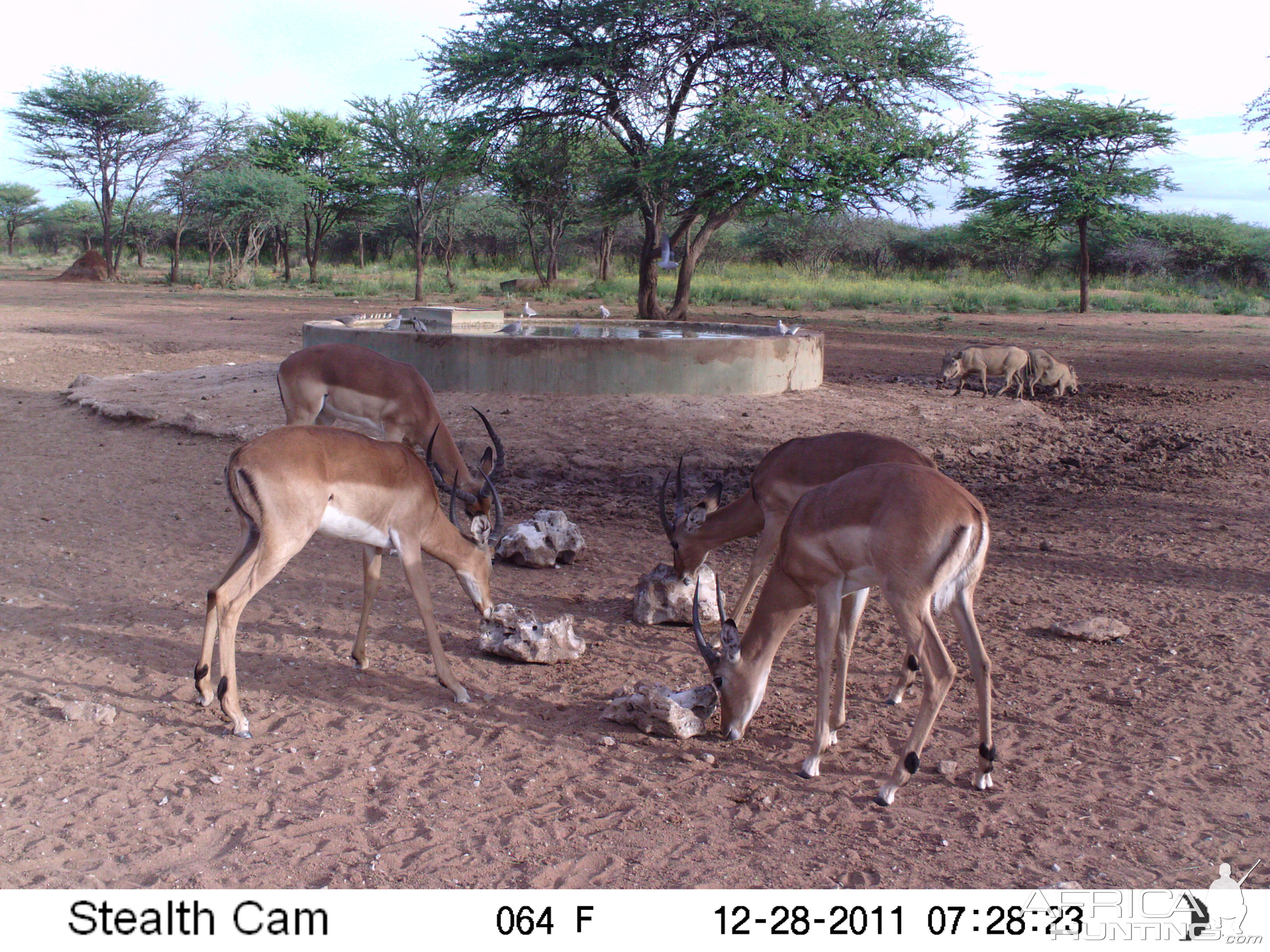 Trail Camera Namibia