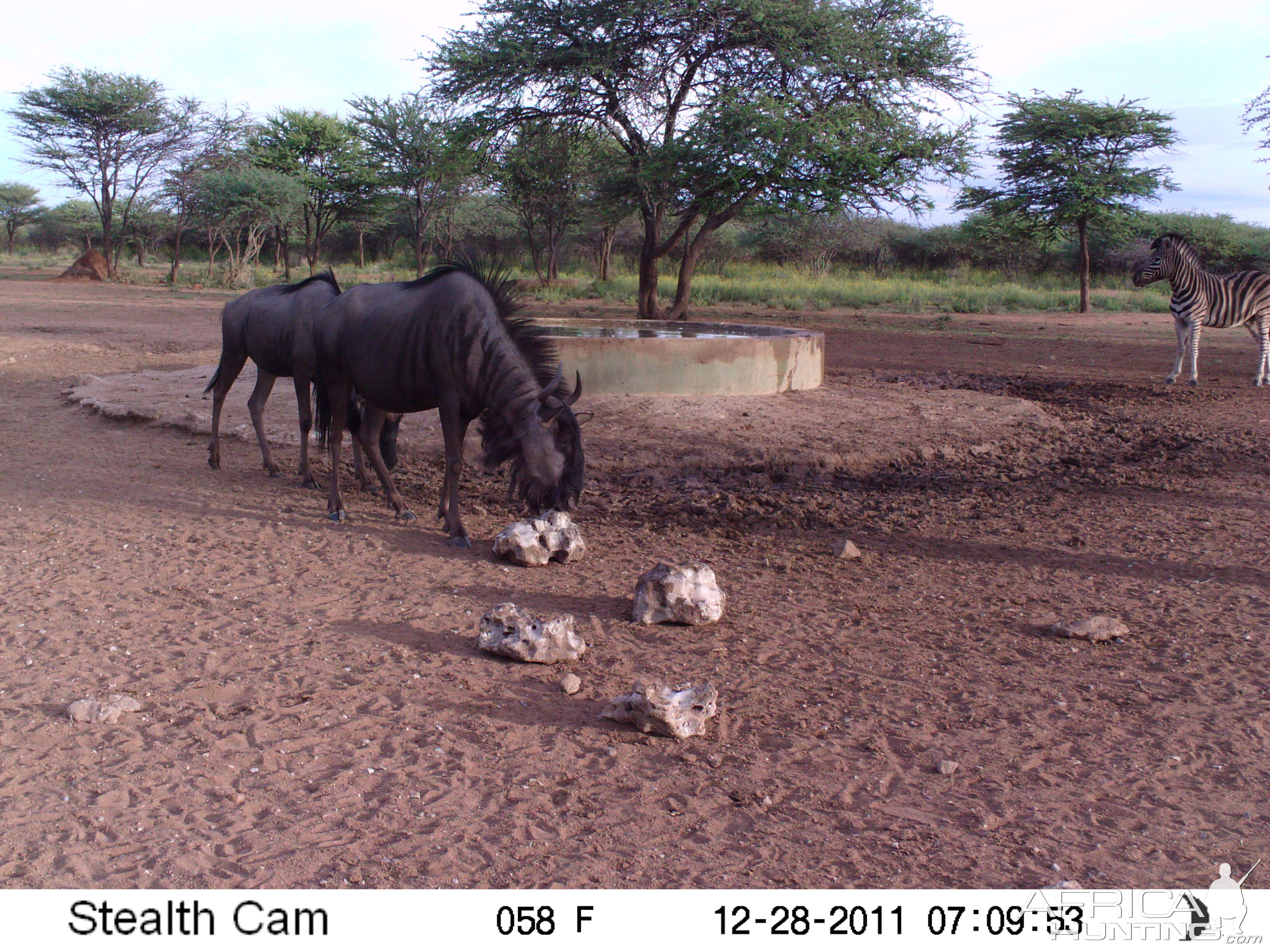 Trail Camera Namibia