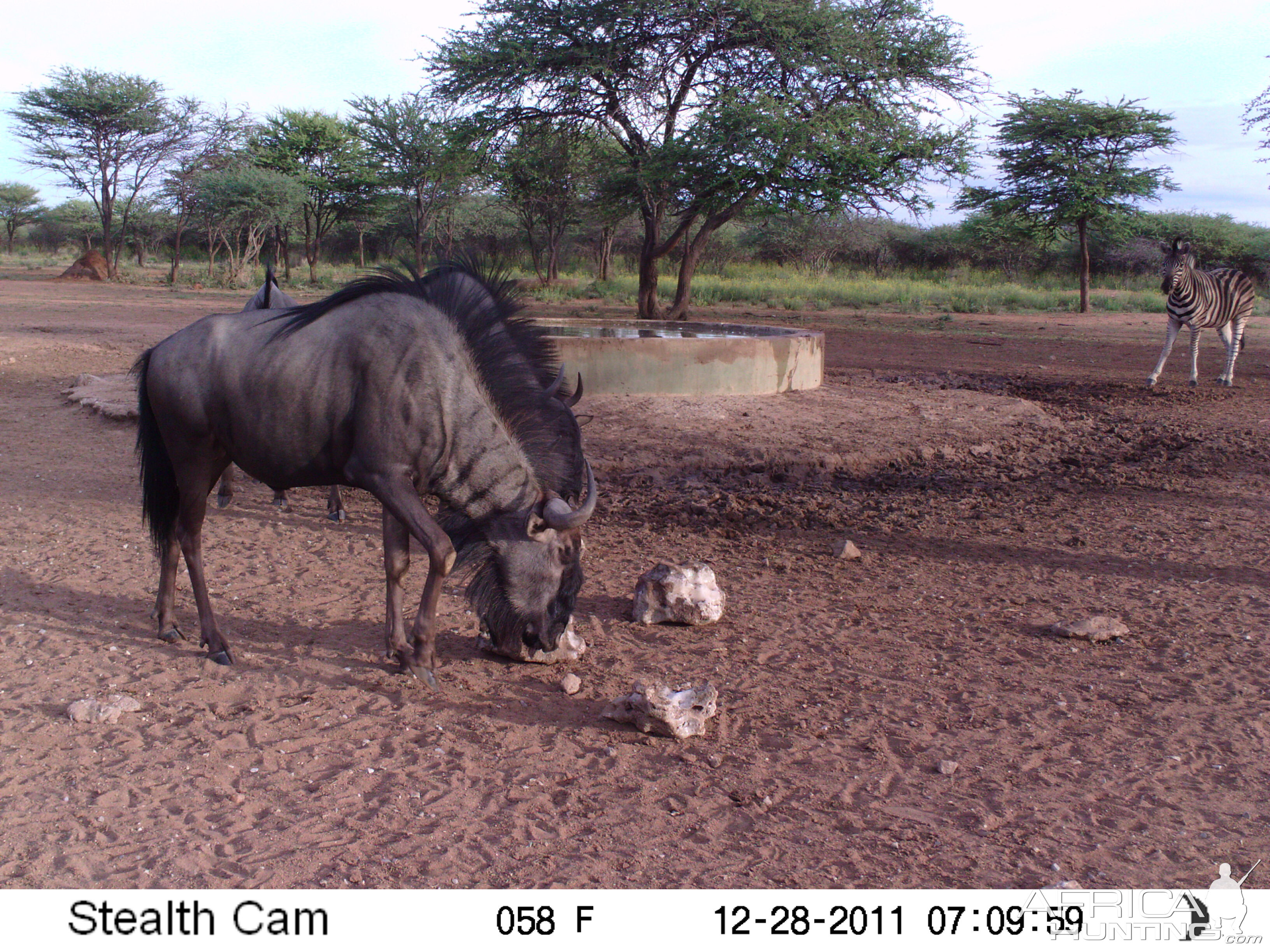 Trail Camera Namibia