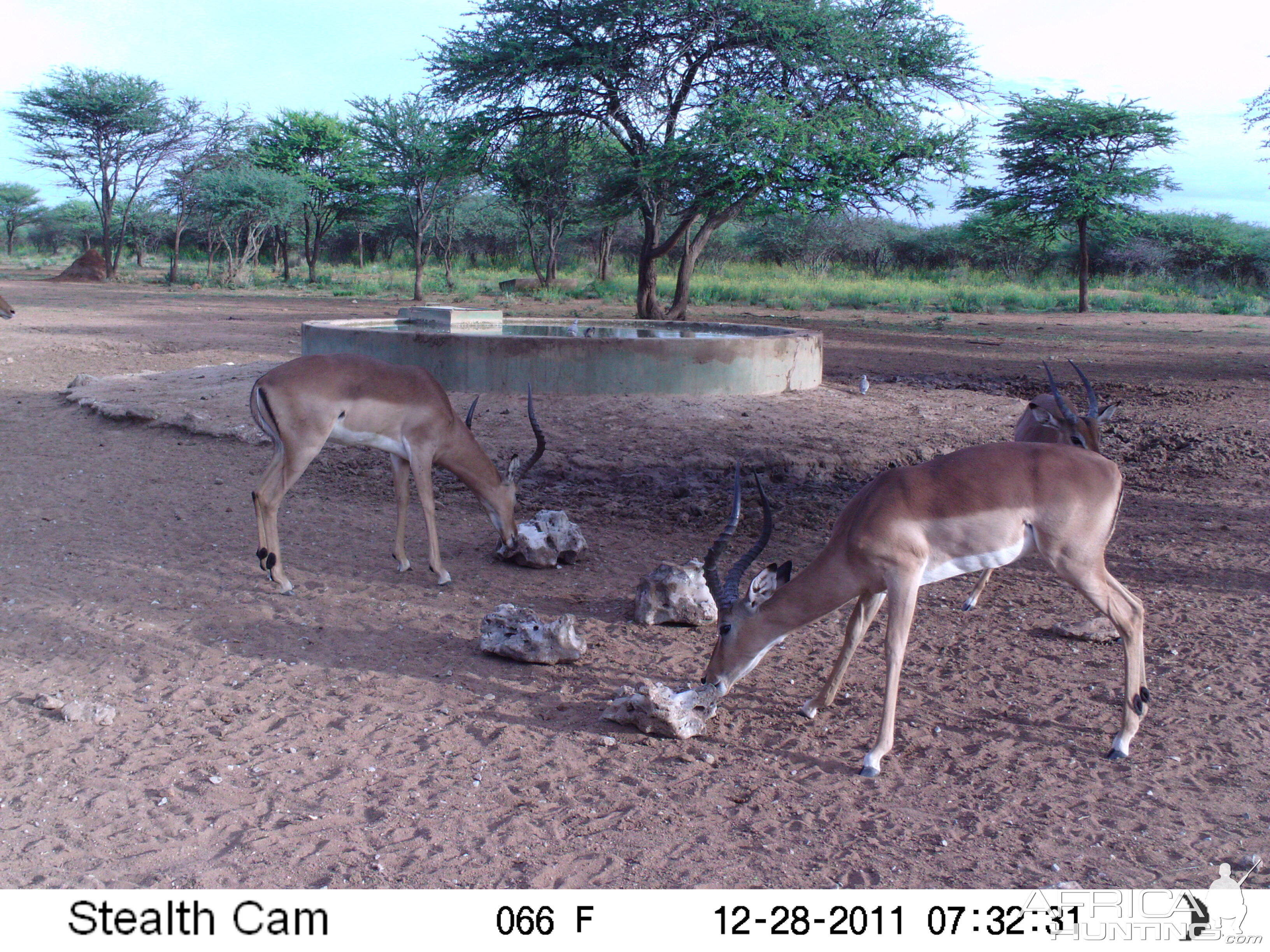 Trail Camera Namibia