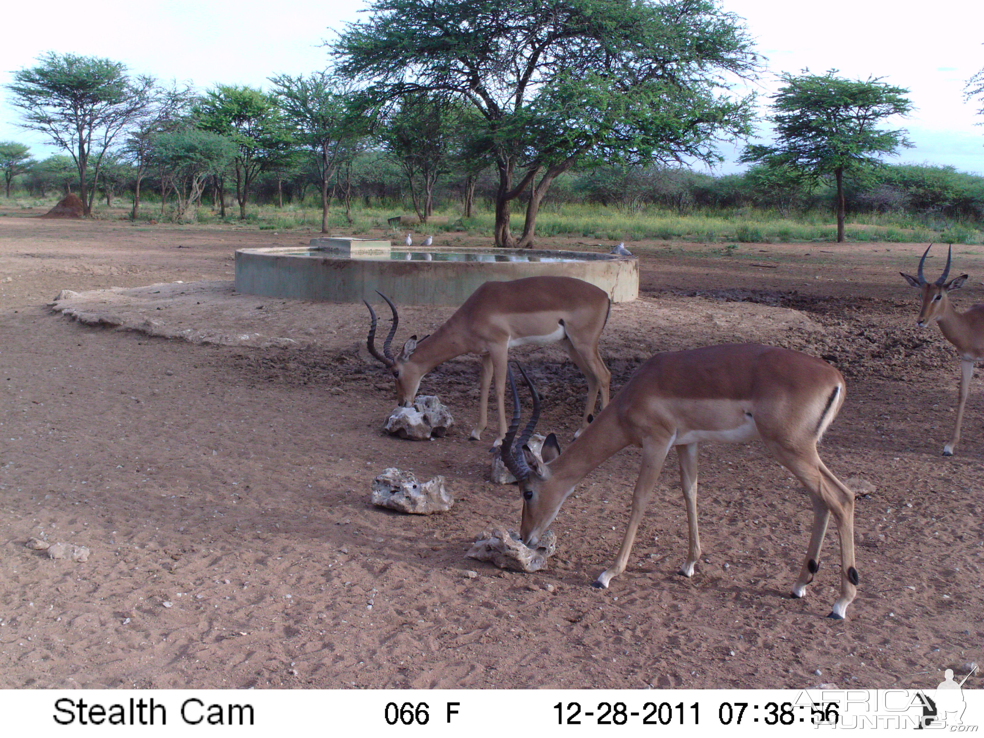 Trail Camera Namibia