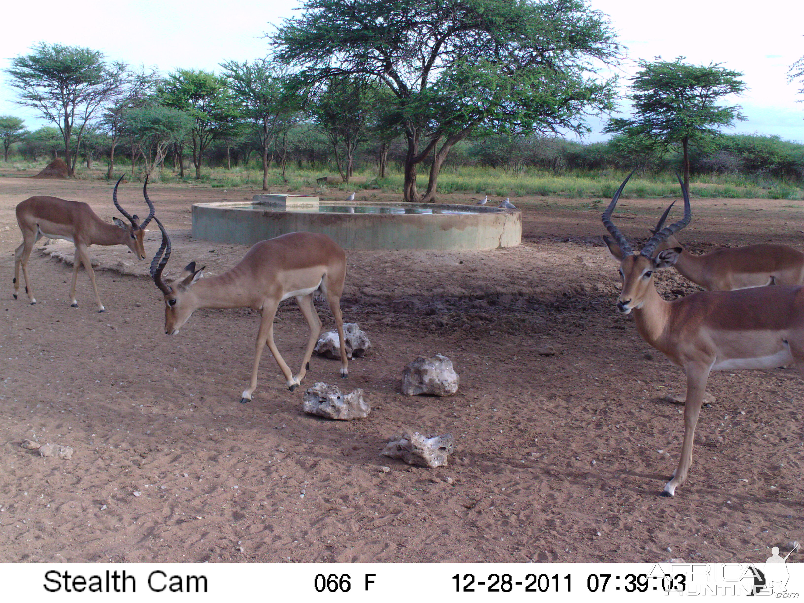 Trail Camera Namibia