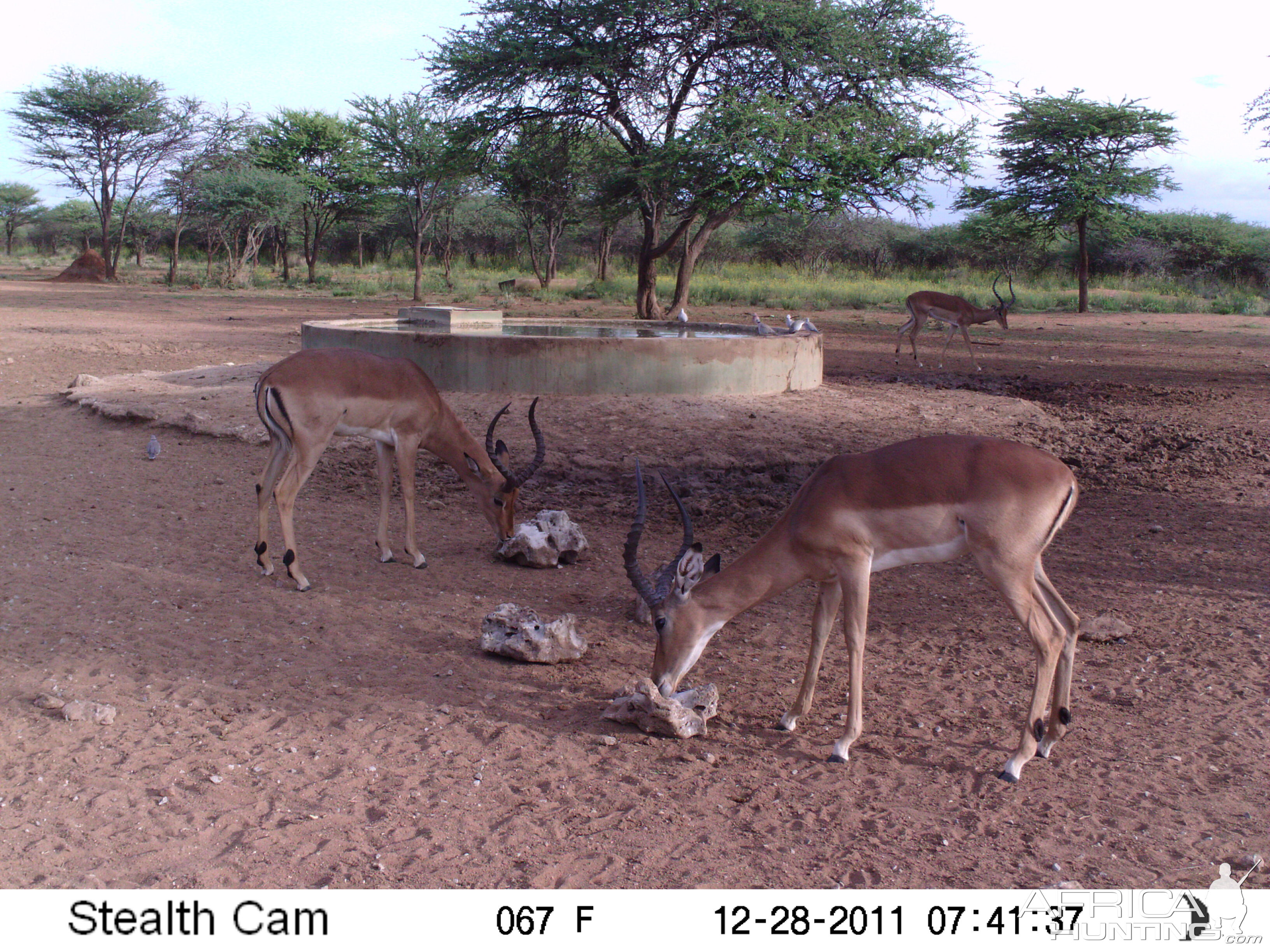 Trail Camera Namibia