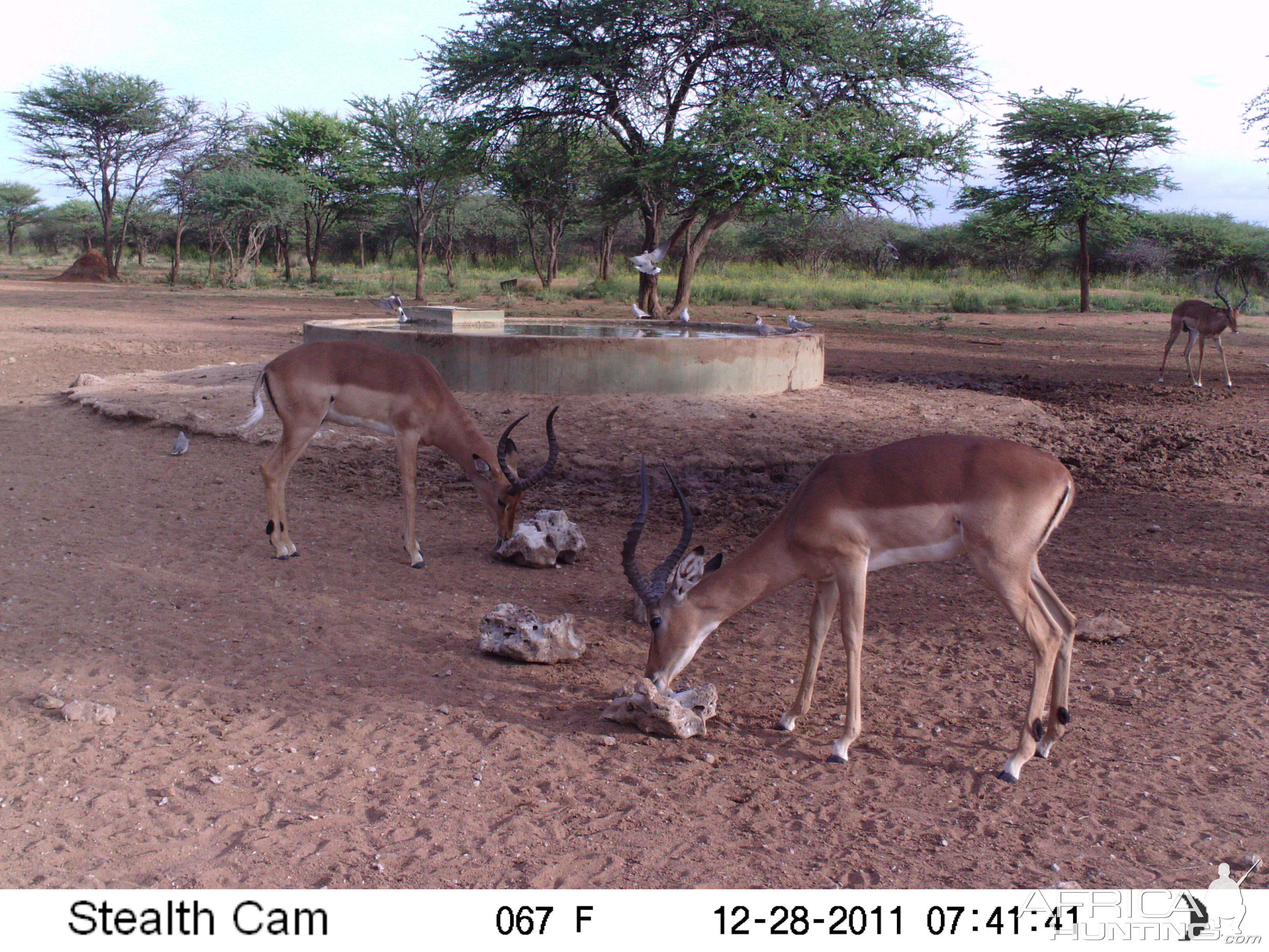 Trail Camera Namibia