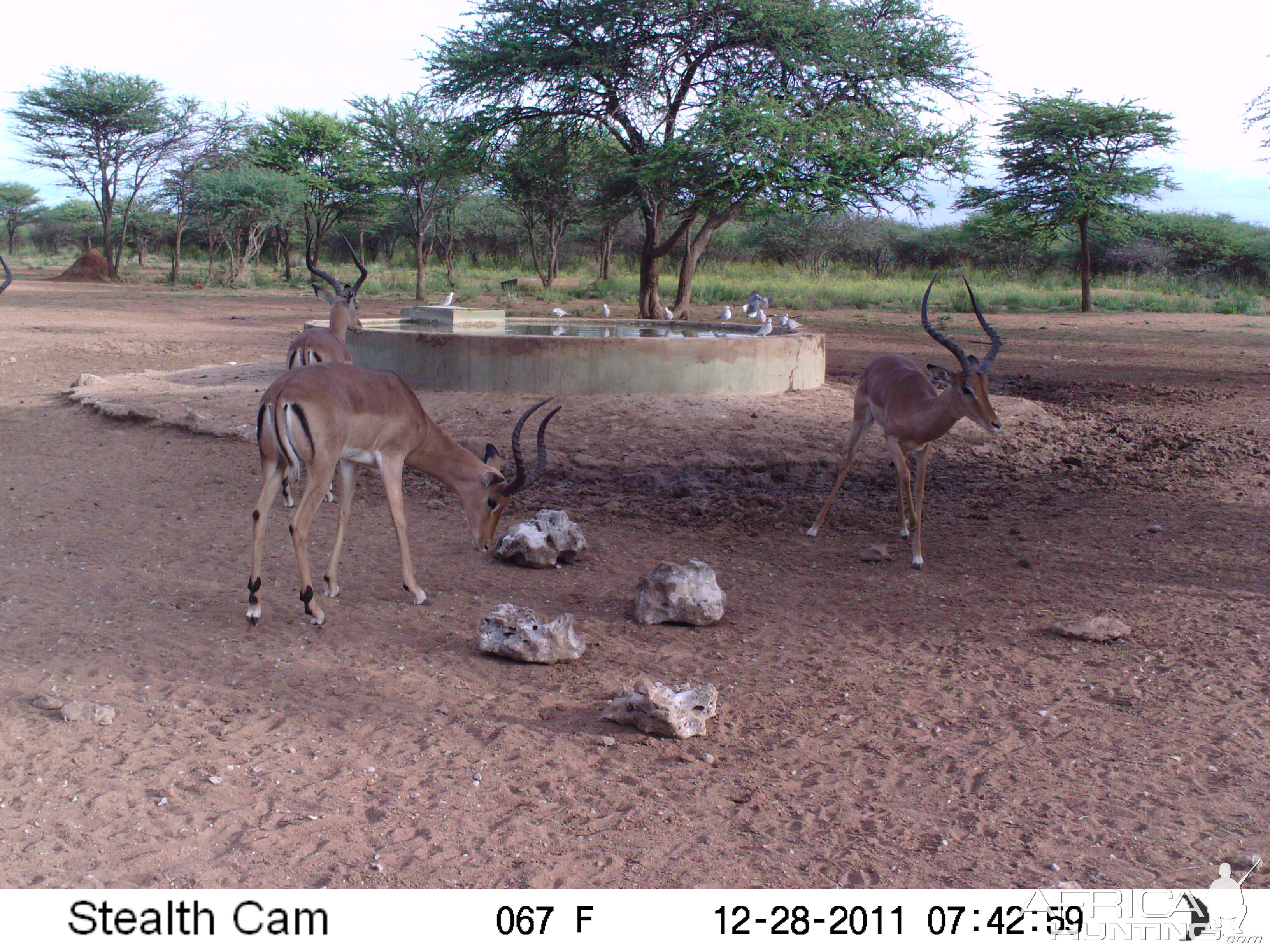 Trail Camera Namibia