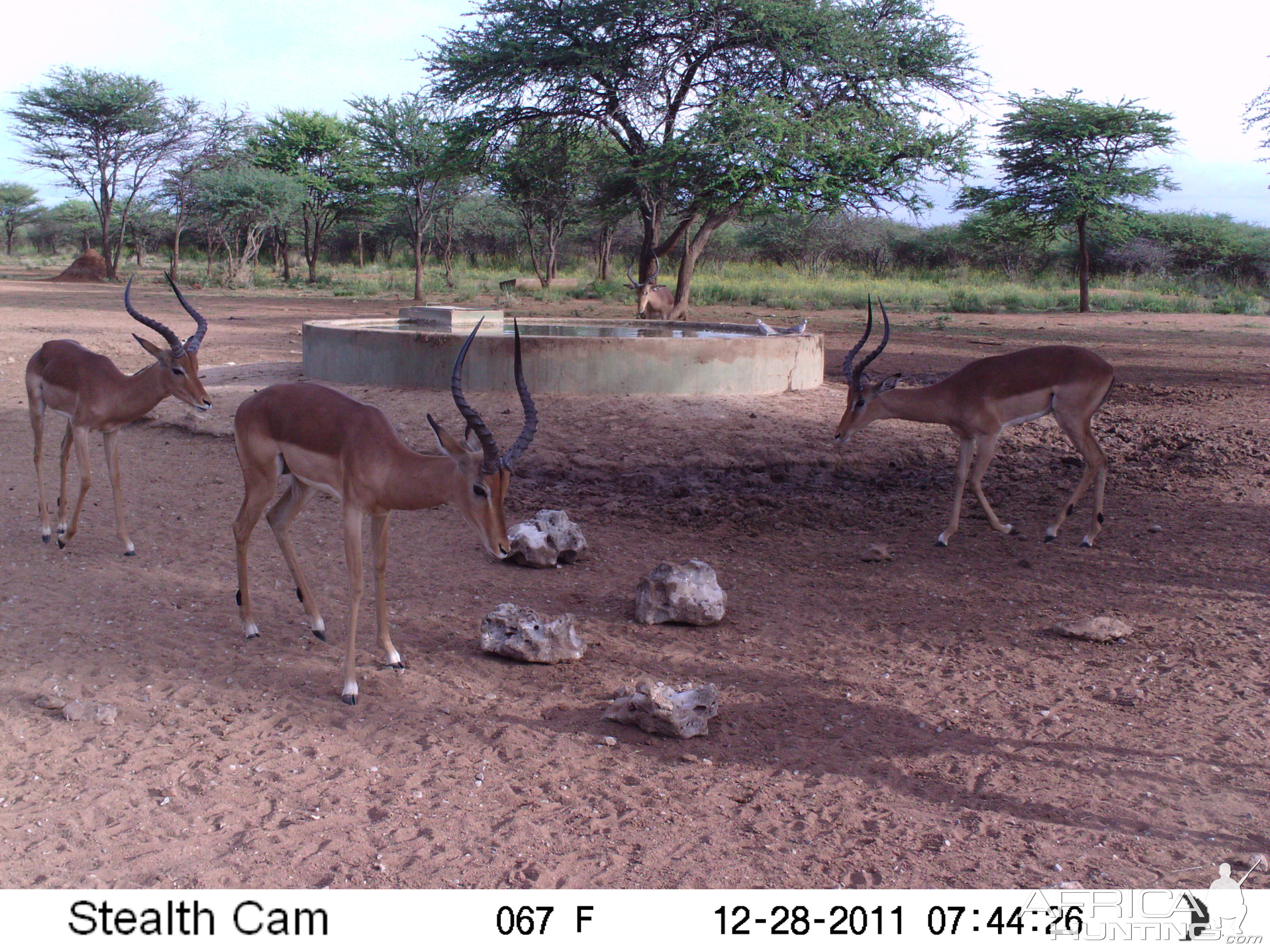 Trail Camera Namibia