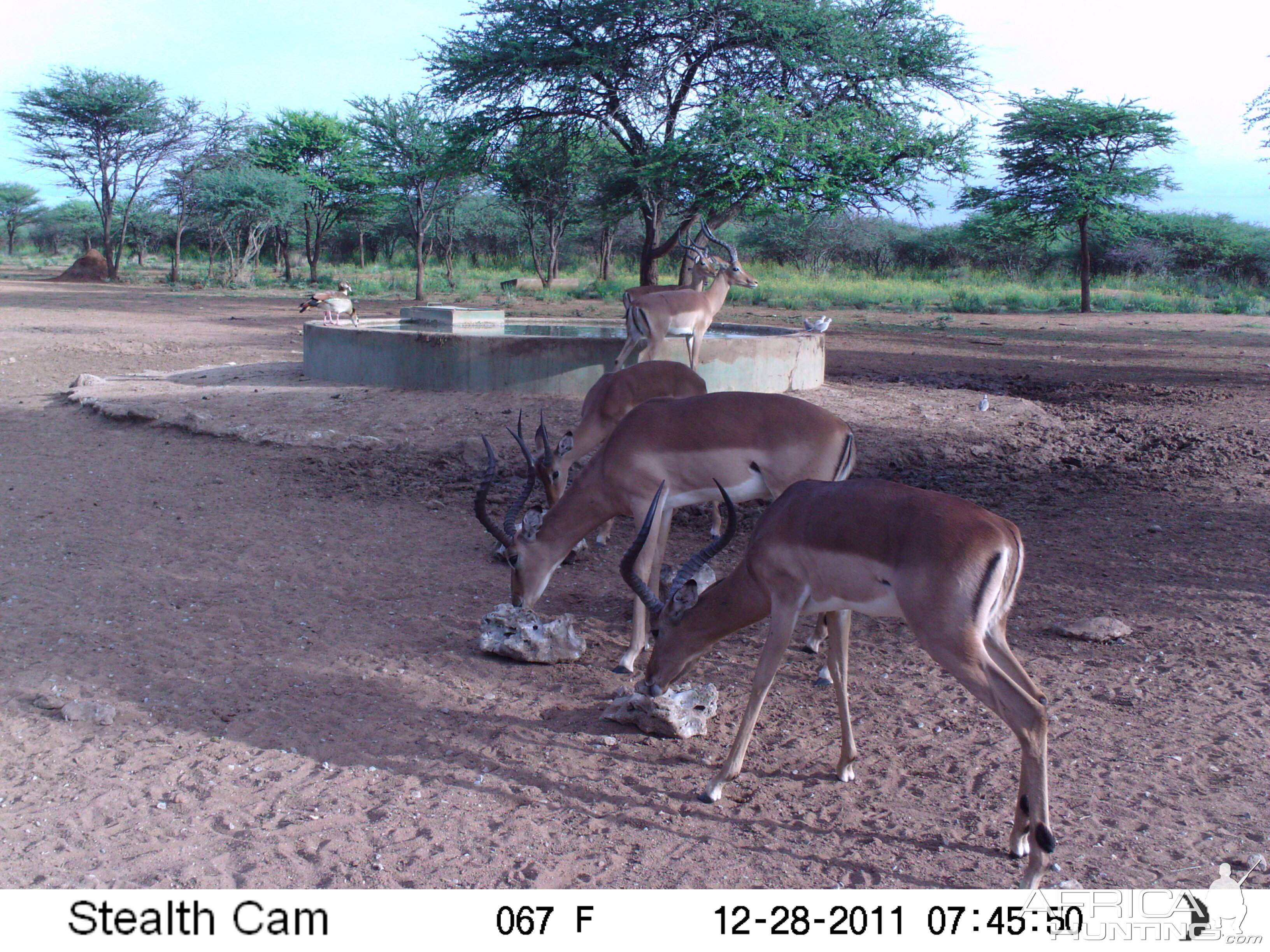 Trail Camera Namibia