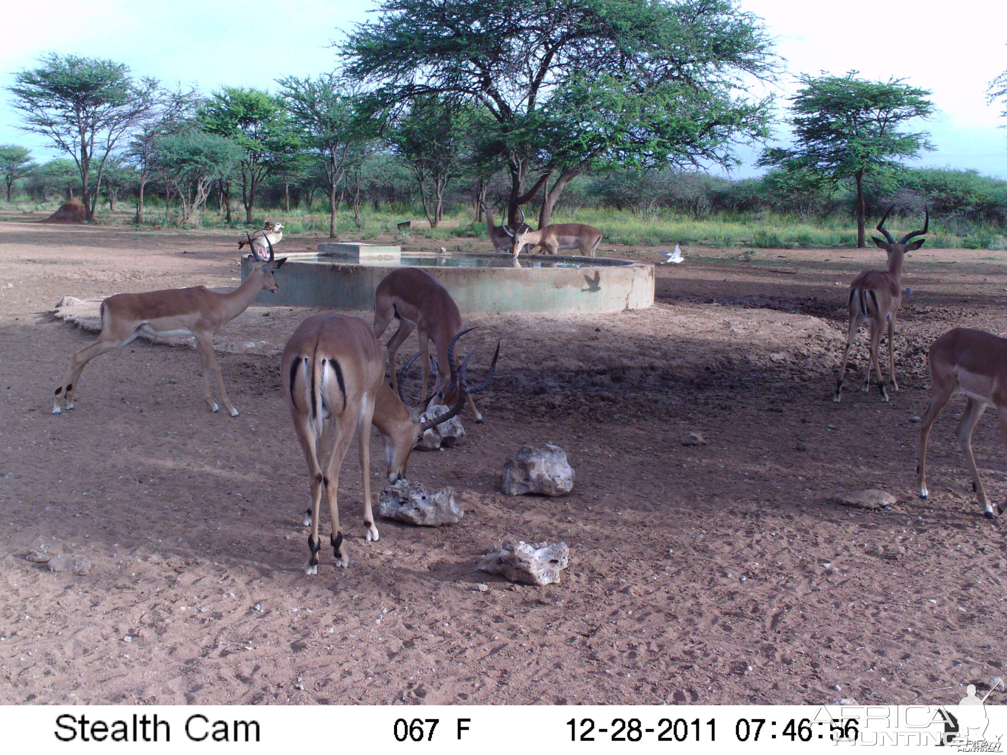 Trail Camera Namibia