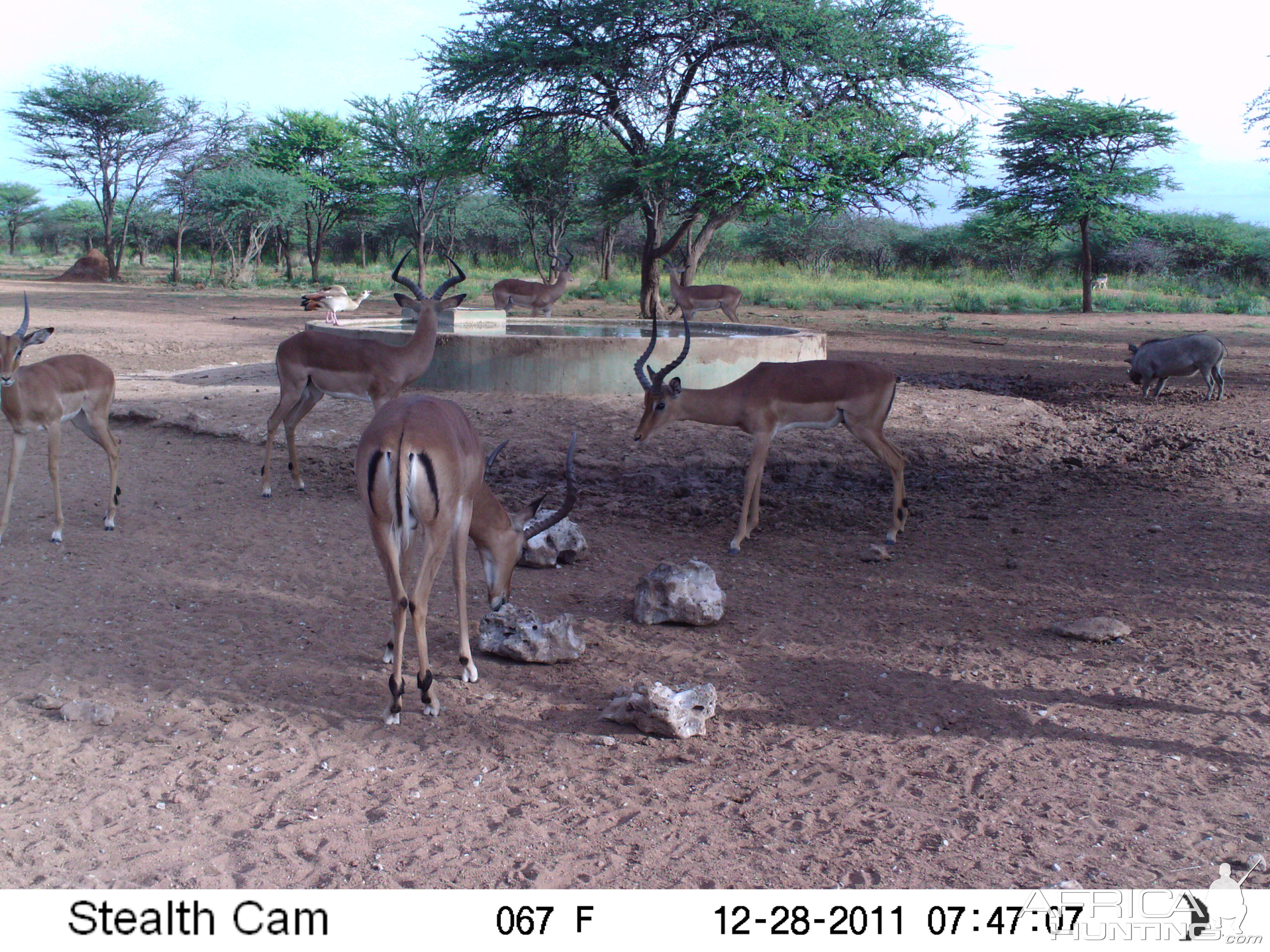 Trail Camera Namibia