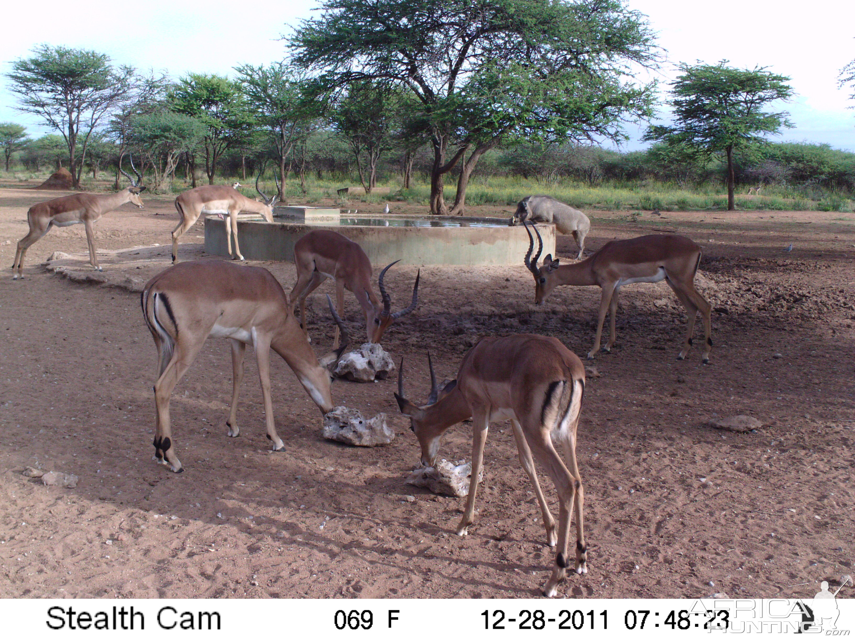 Trail Camera Namibia