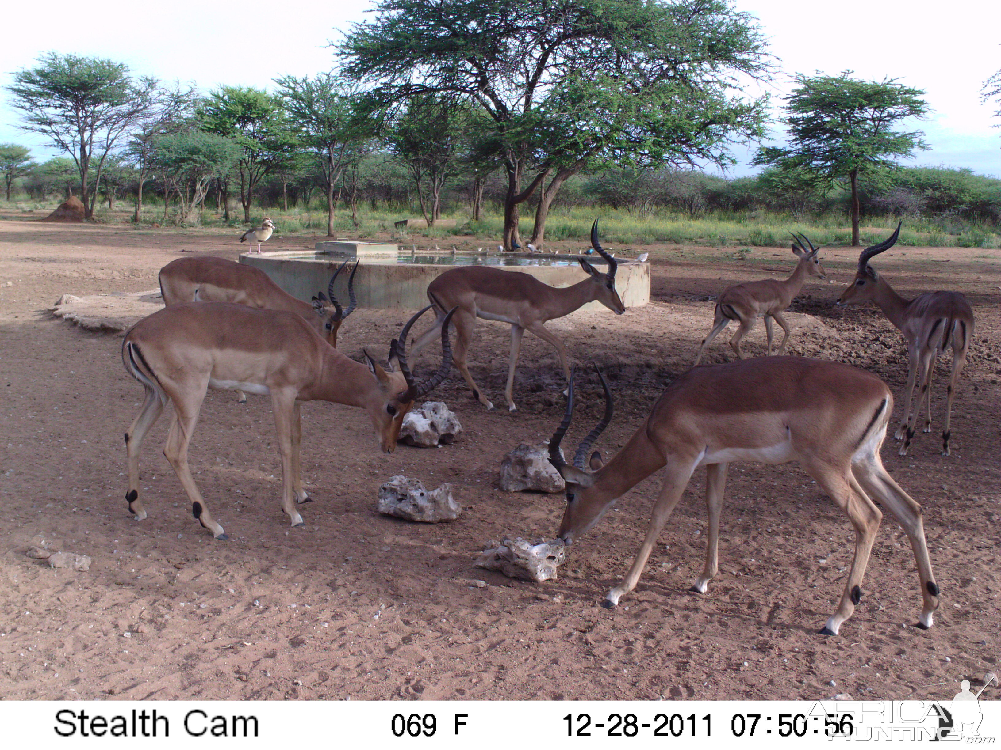 Trail Camera Namibia