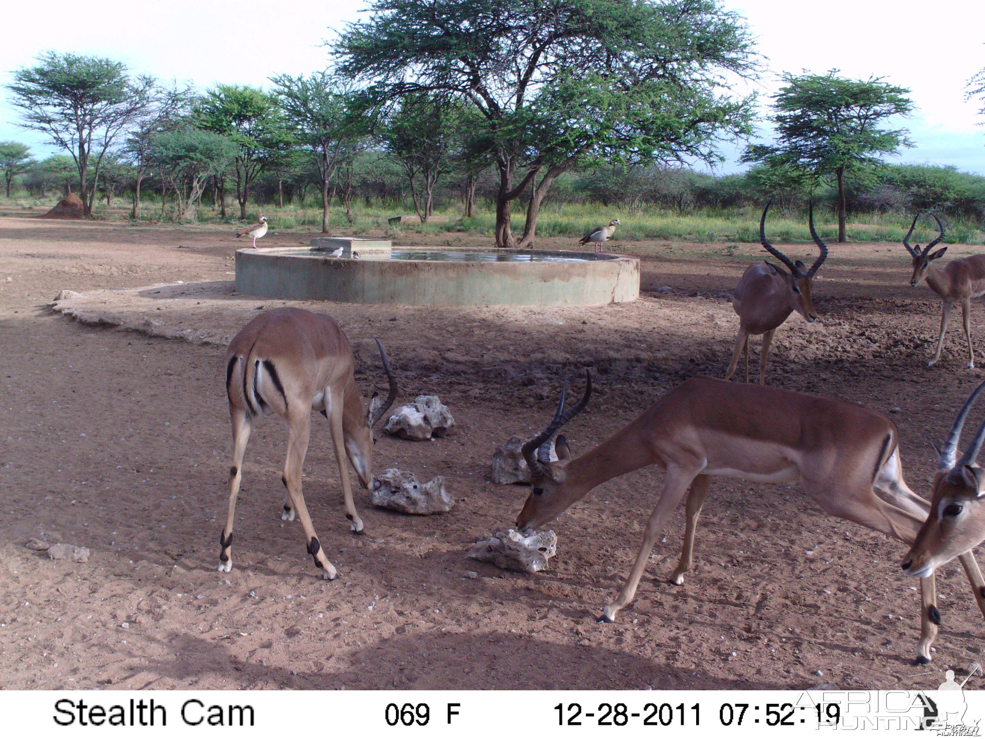 Trail Camera Namibia